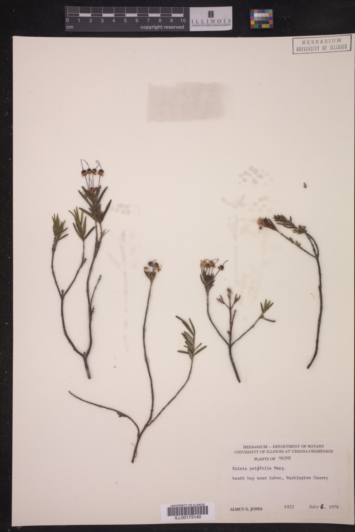 Kalmia polifolia image