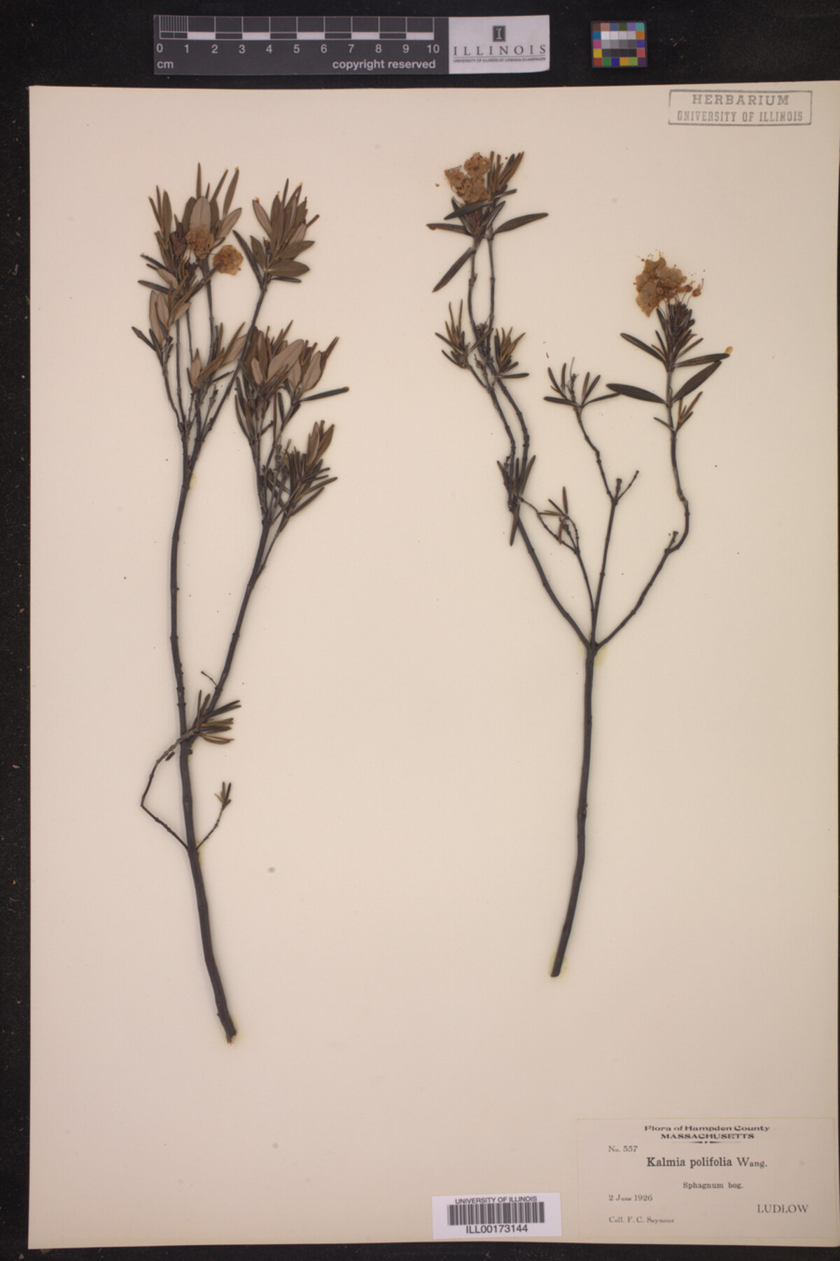 Kalmia polifolia image