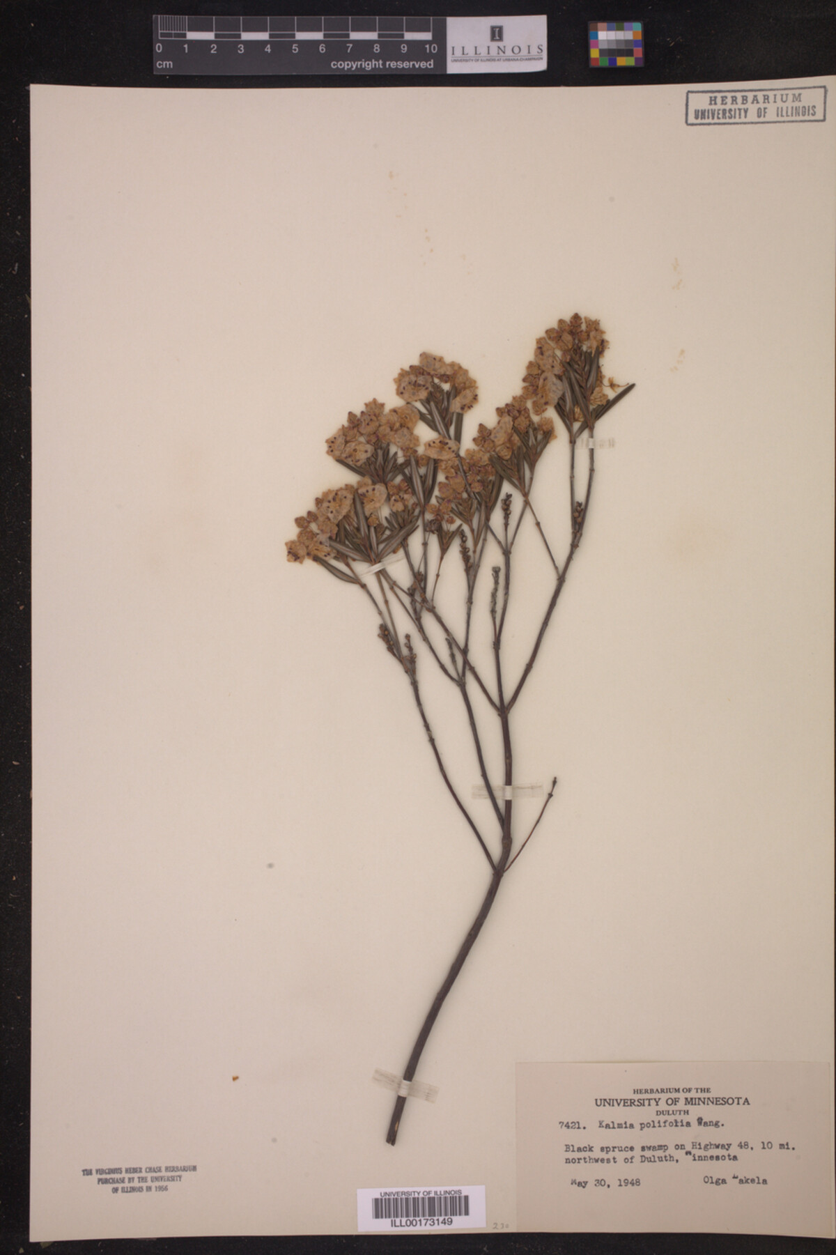 Kalmia polifolia image