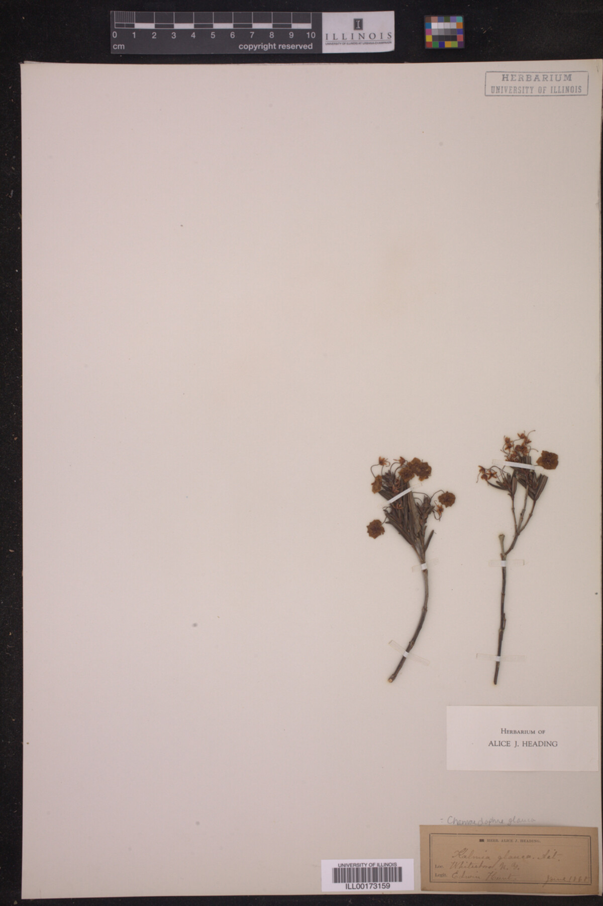 Chamaedaphne glauca image