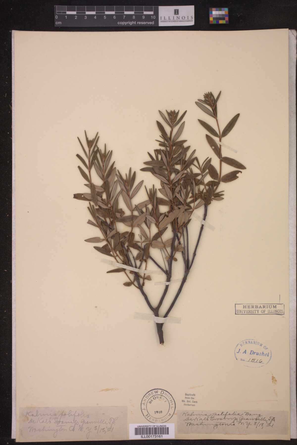 Kalmia polifolia image