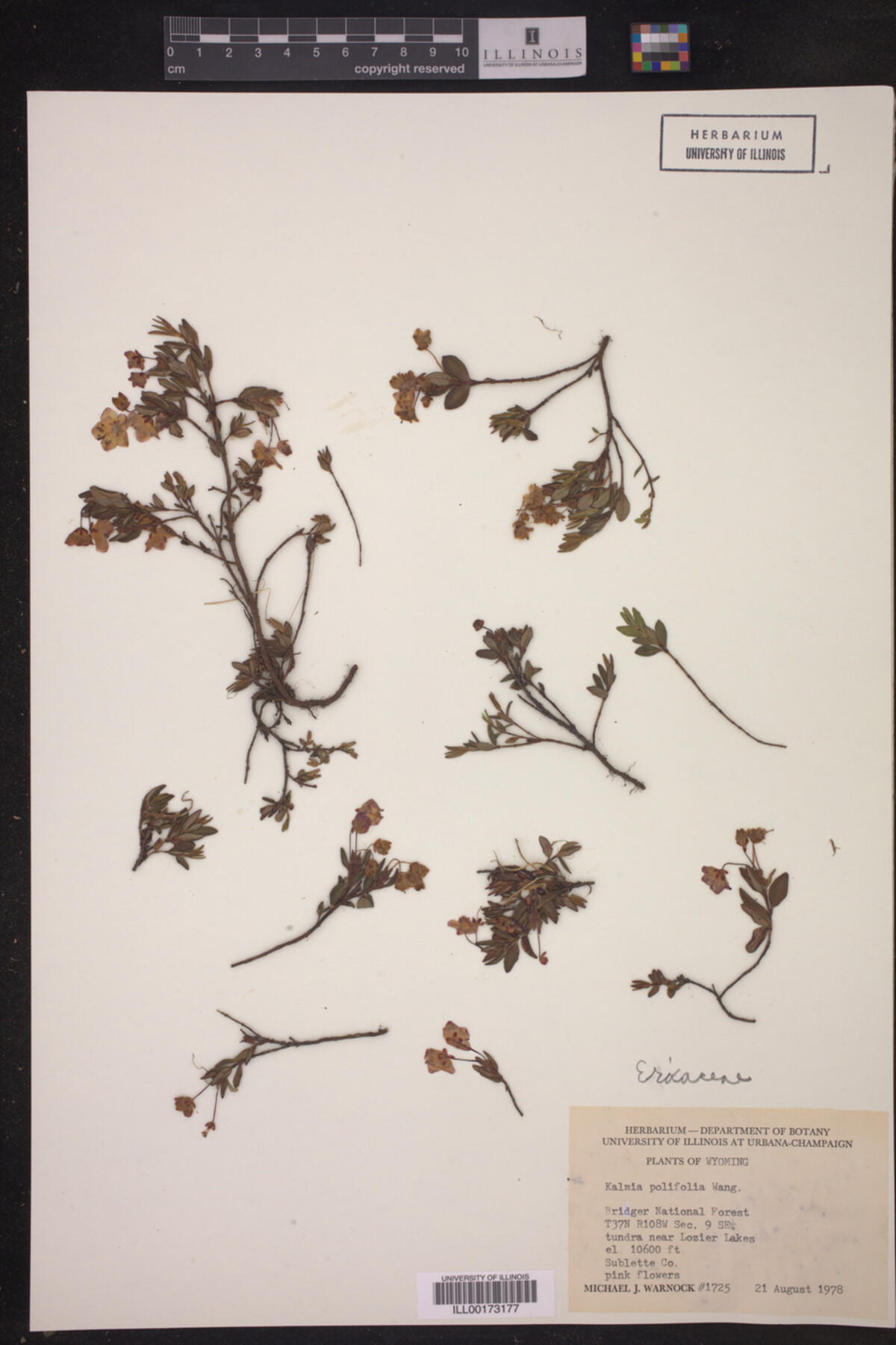 Kalmia polifolia image