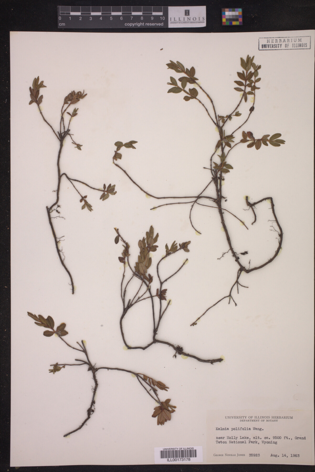 Kalmia polifolia image