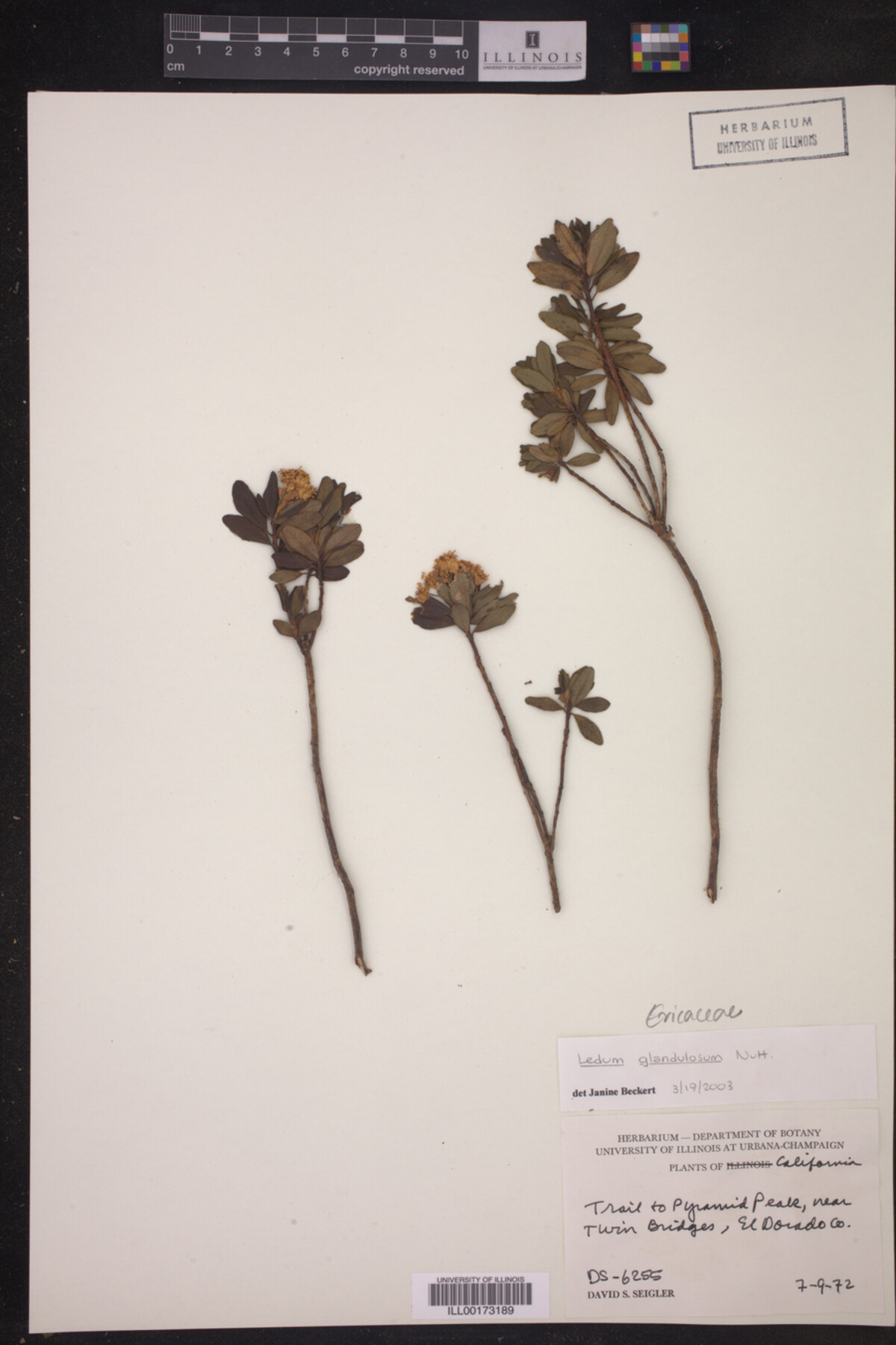 Ledum glandulosum image