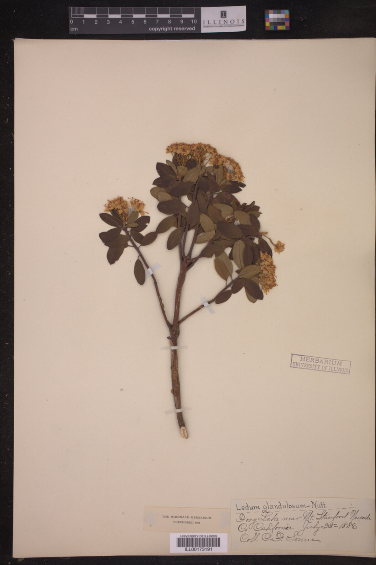 Ledum glandulosum image