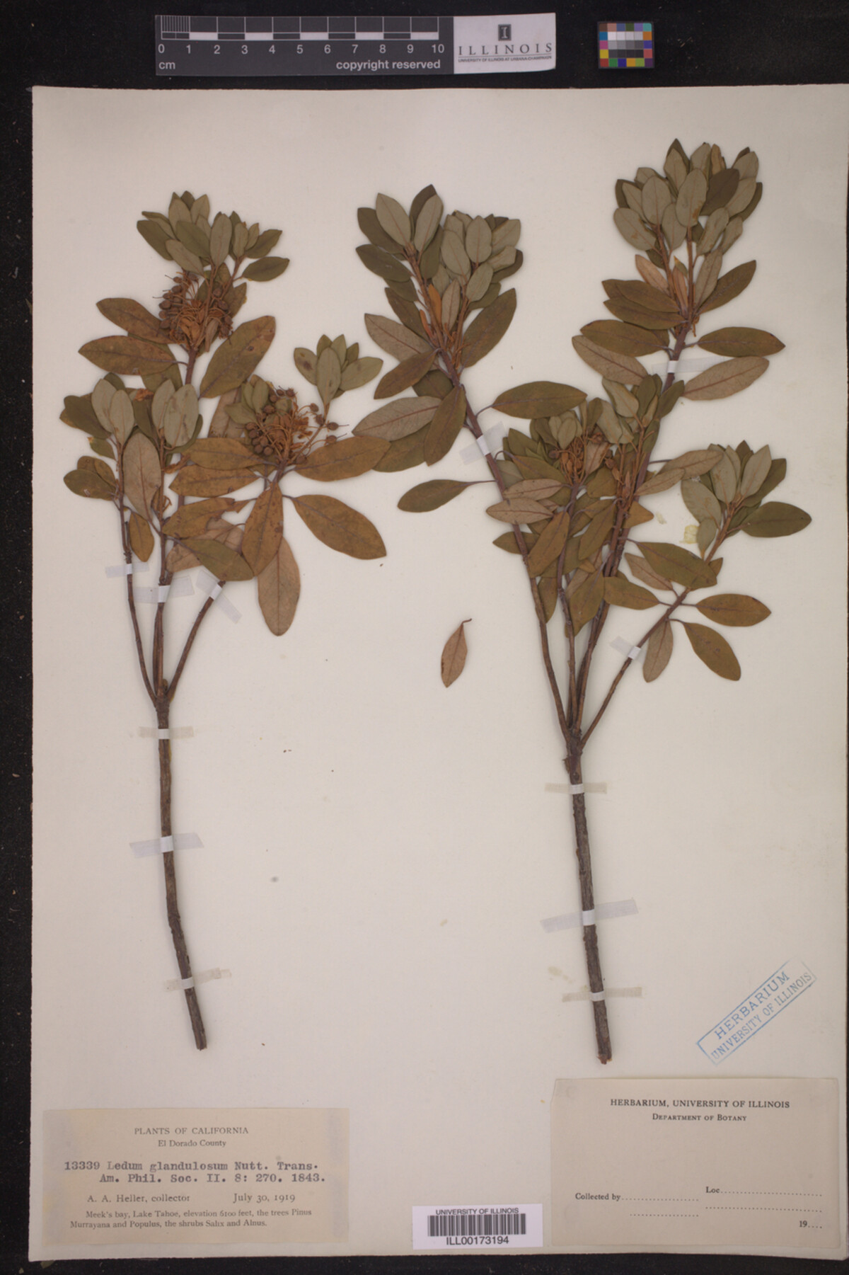 Ledum glandulosum image