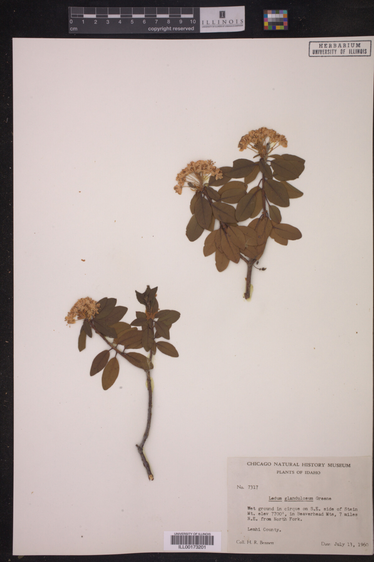 Ledum glandulosum image