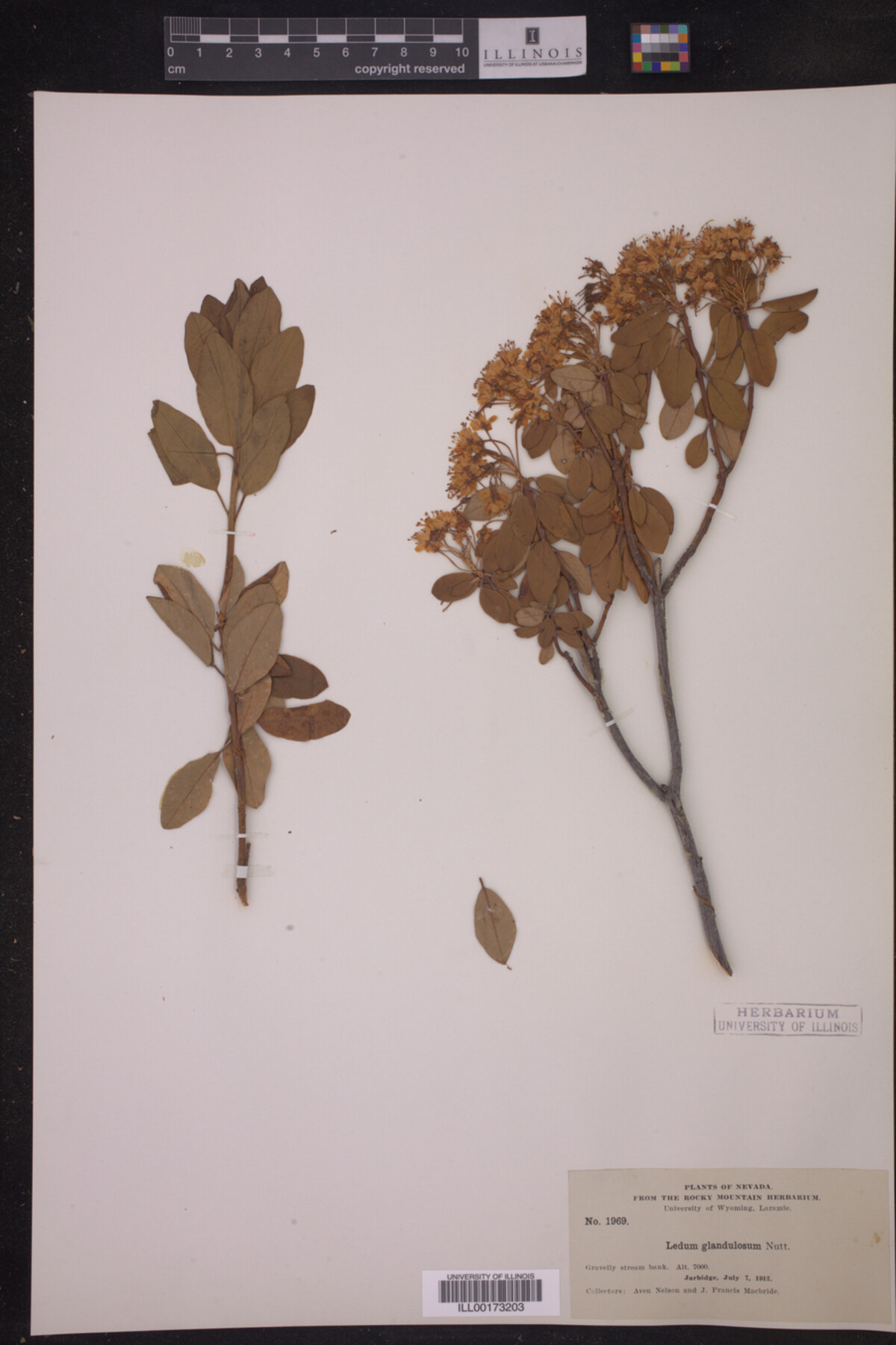 Ledum glandulosum image