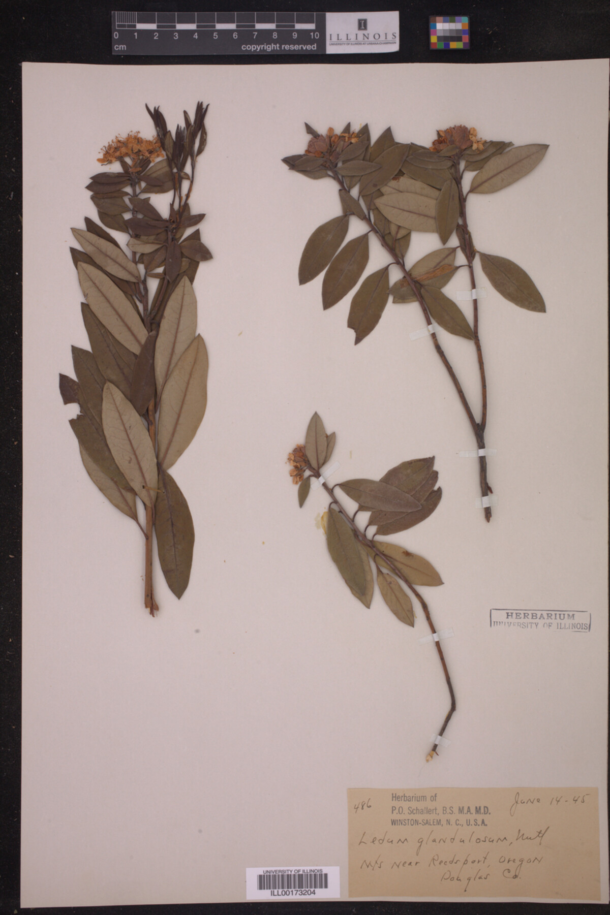 Ledum glandulosum image