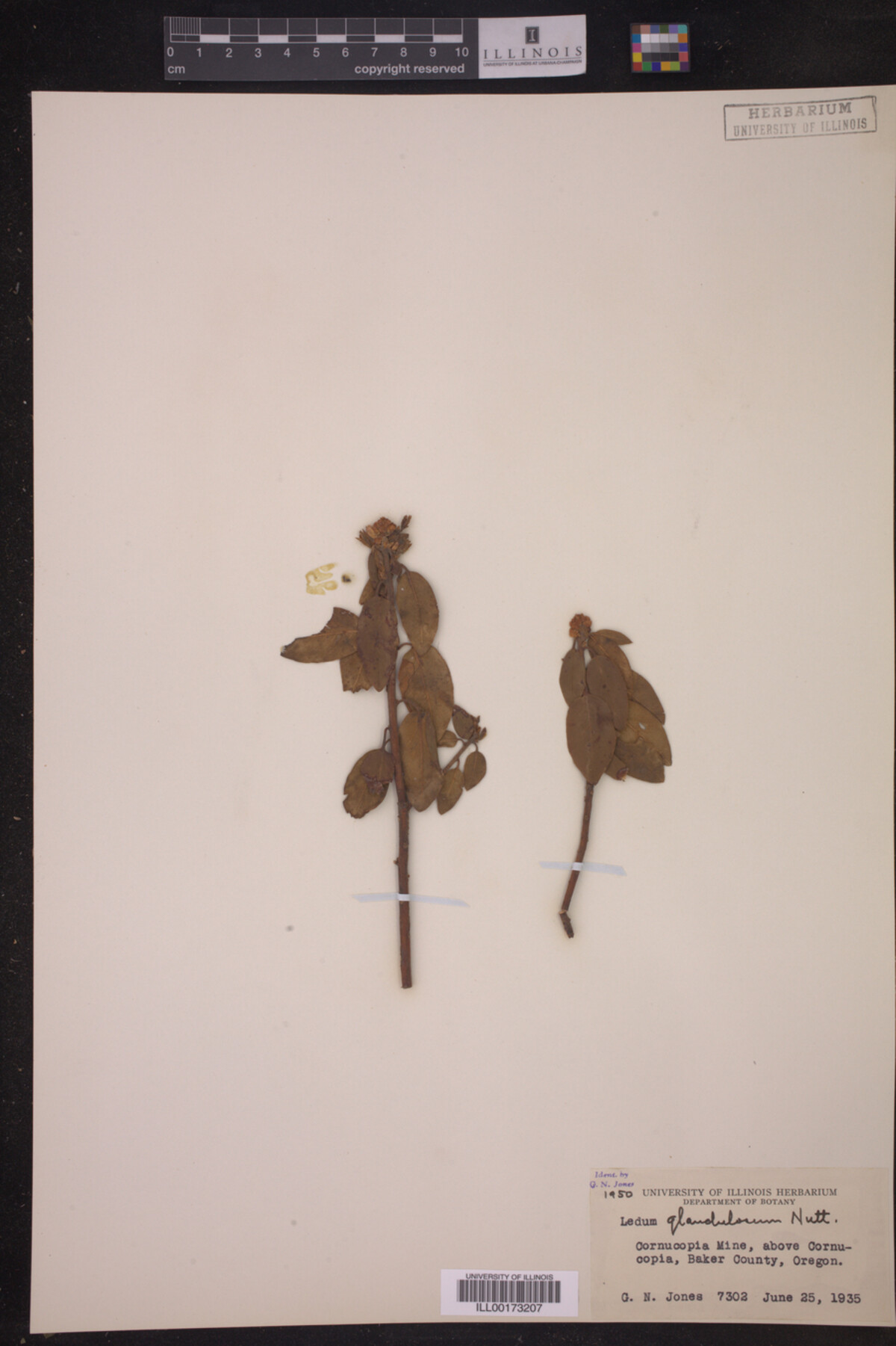 Ledum glandulosum image