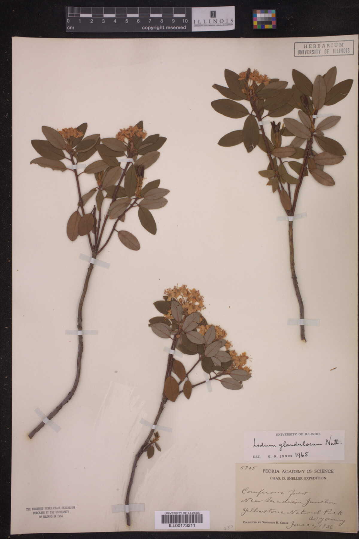 Ledum glandulosum image