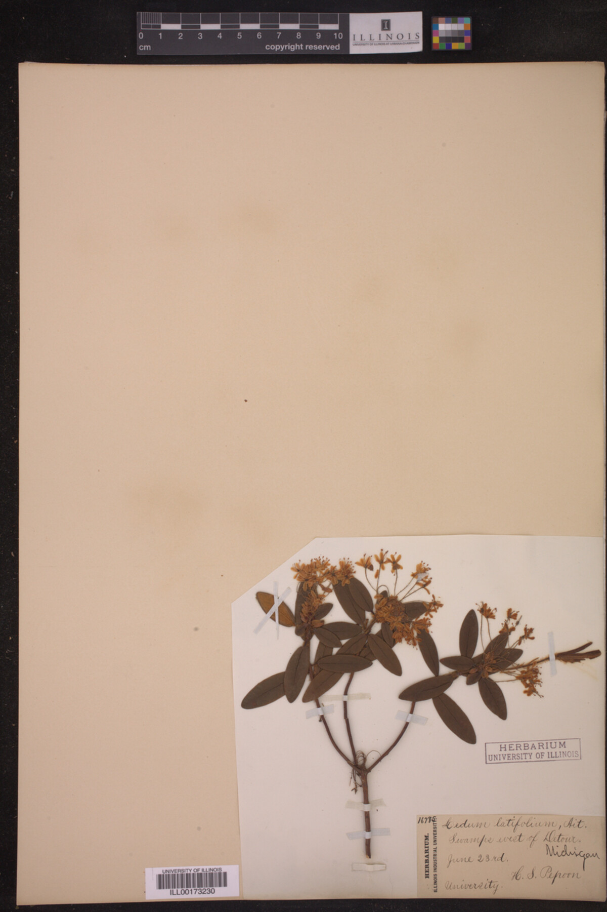 Ledum palustre image