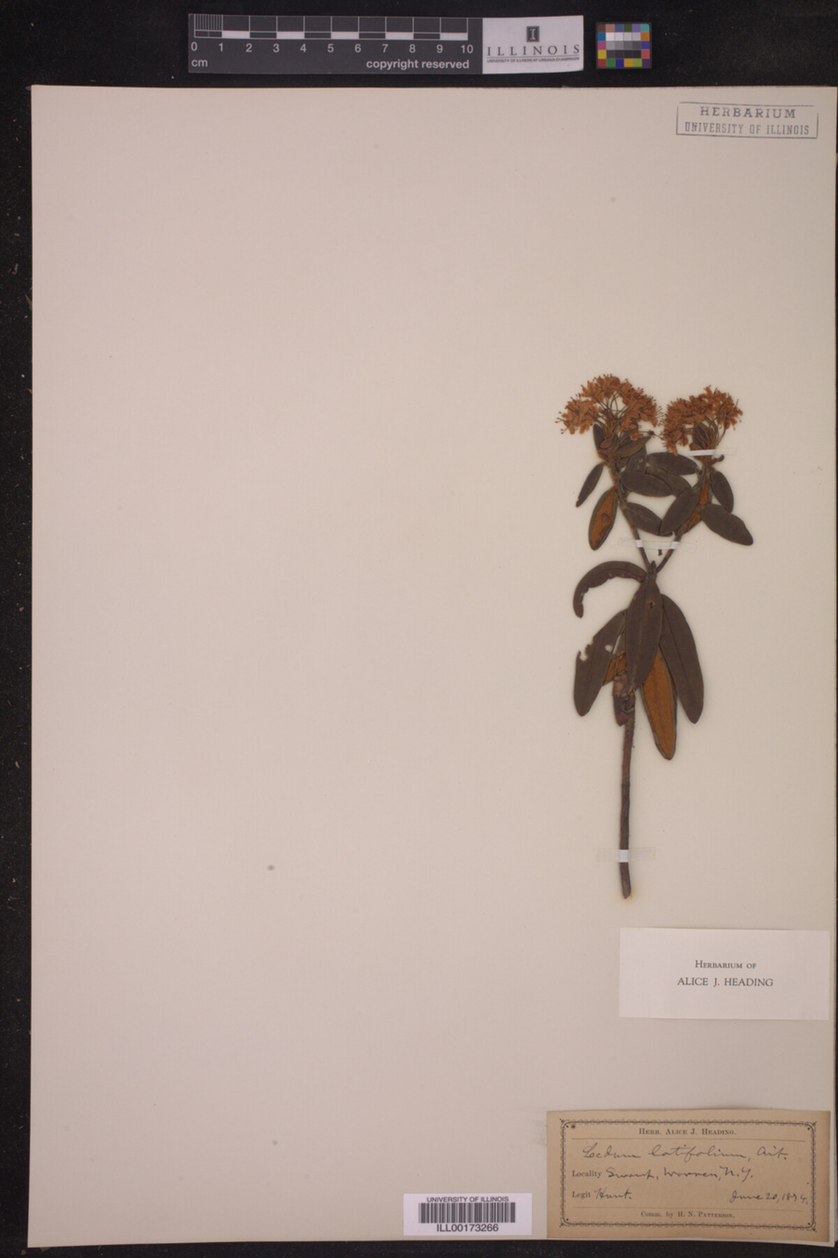 Ledum palustre subsp. groenlandicum image