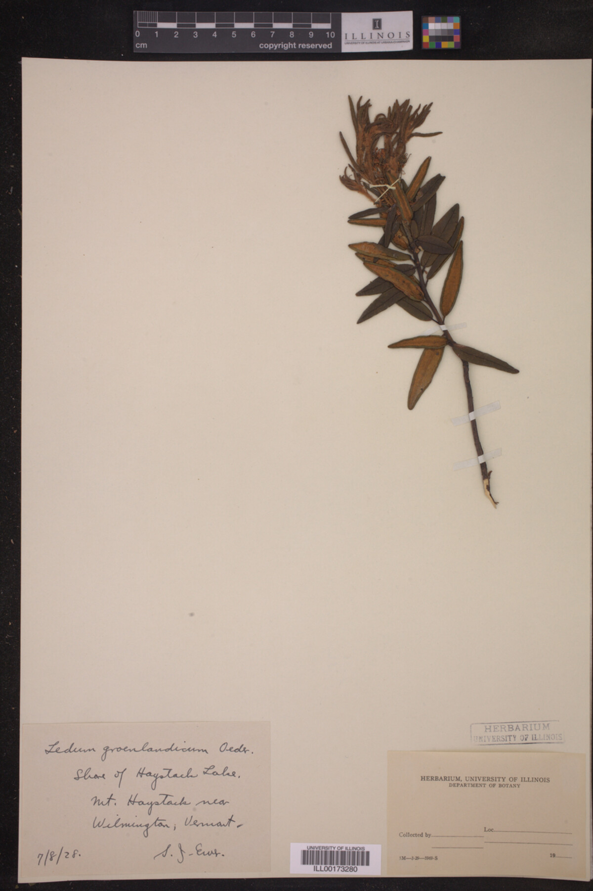 Ledum palustre subsp. groenlandicum image