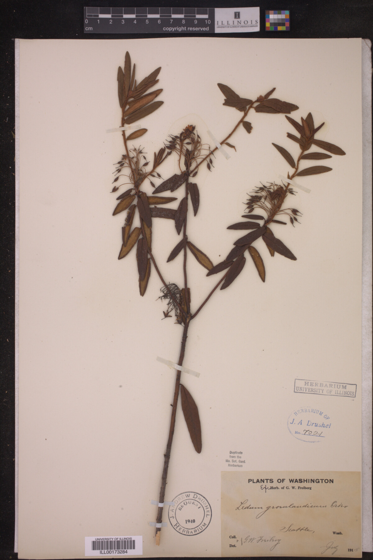 Ledum palustre image