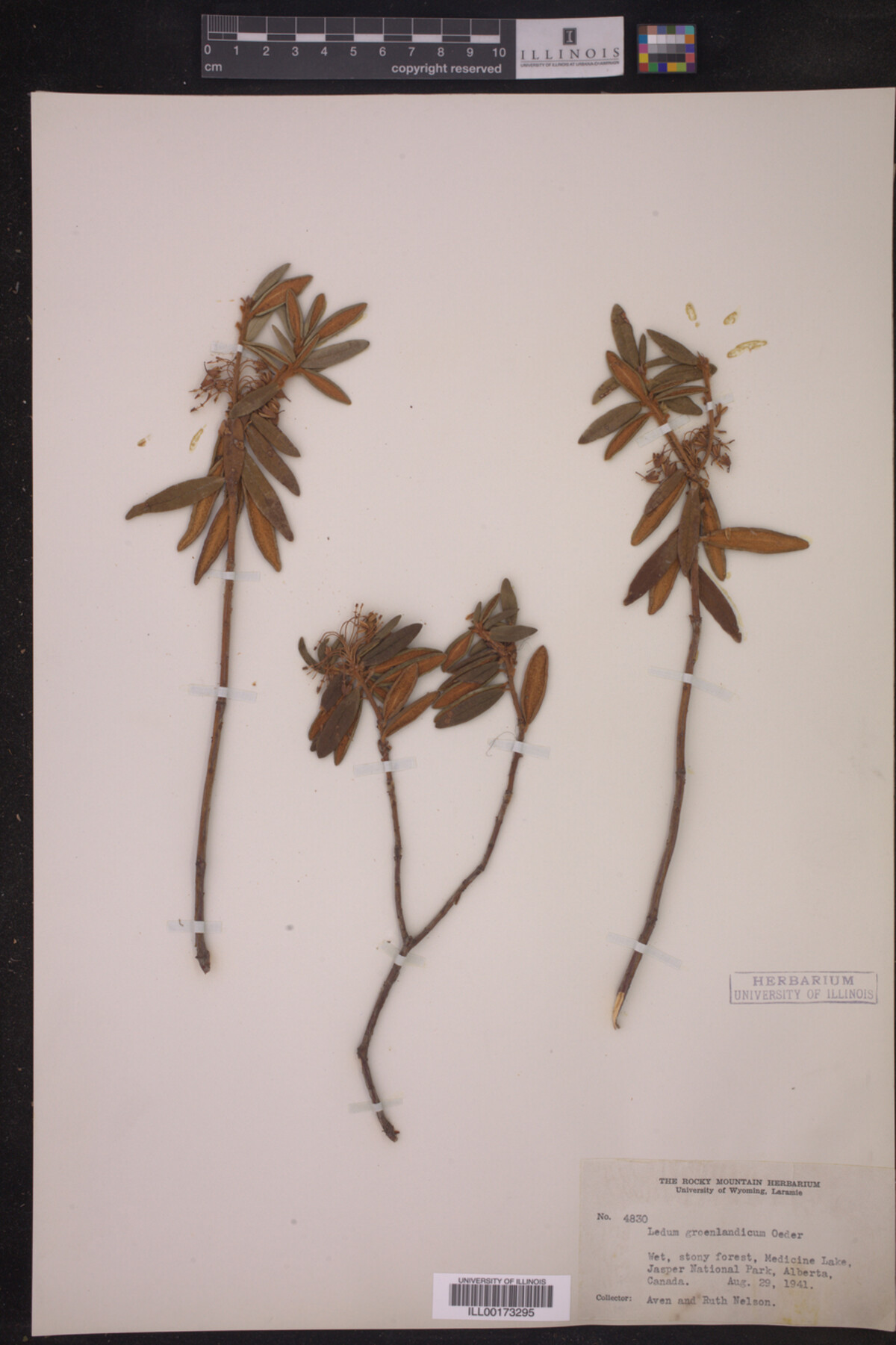 Ledum palustre image