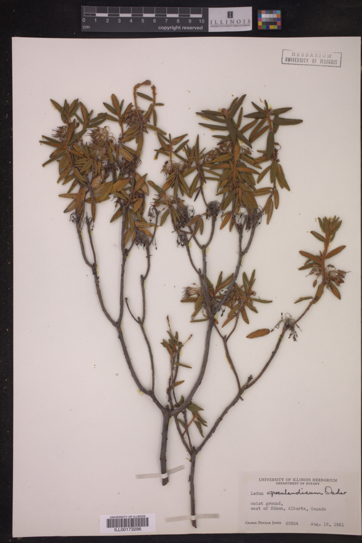 Ledum palustre image