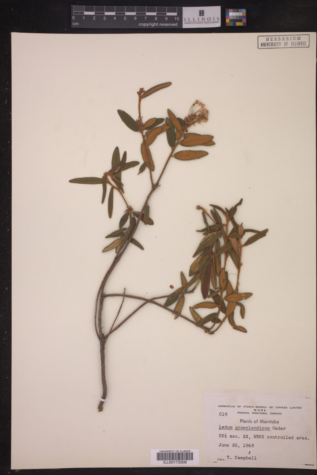 Ledum palustre subsp. groenlandicum image