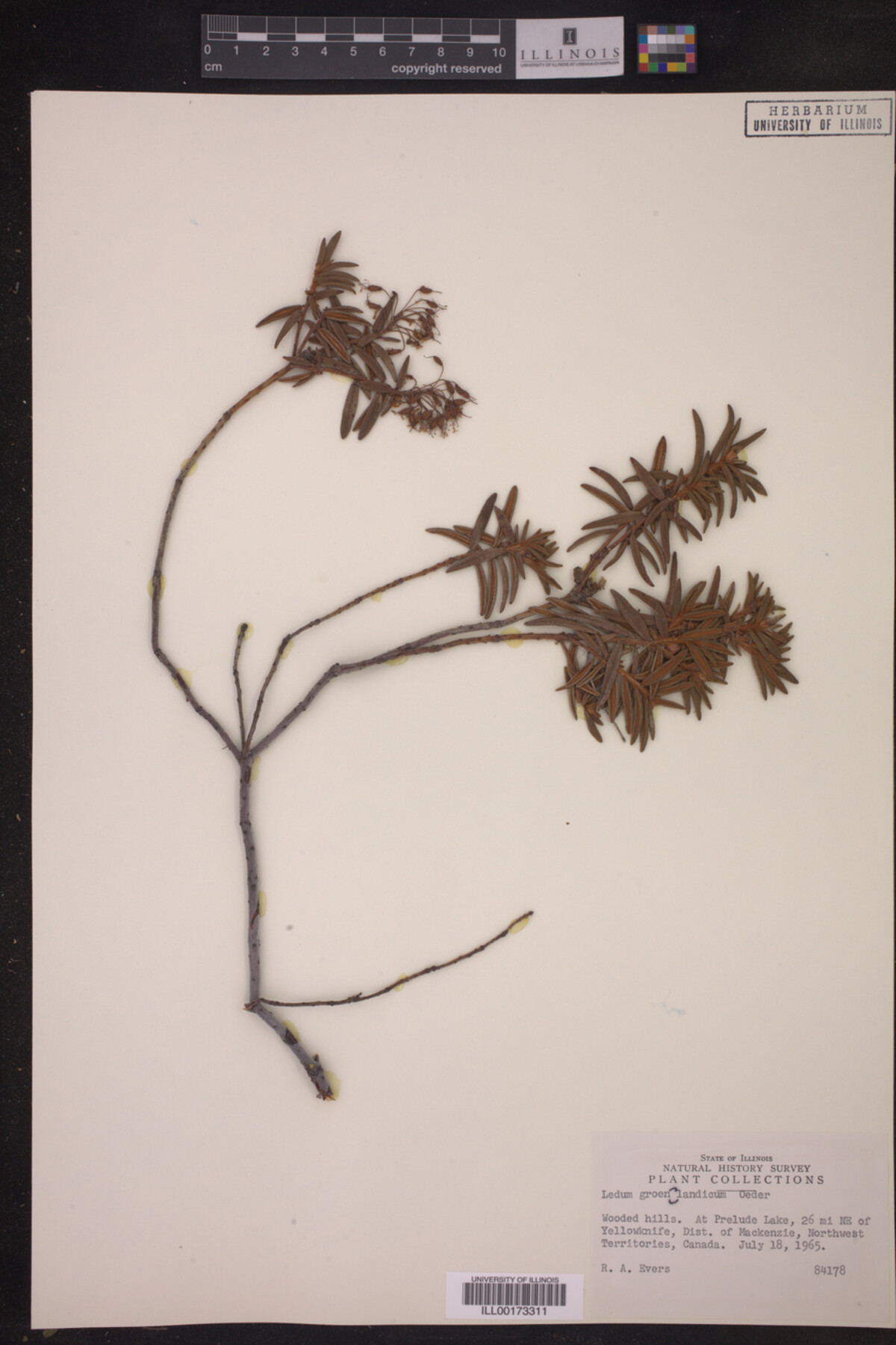 Ledum palustre image