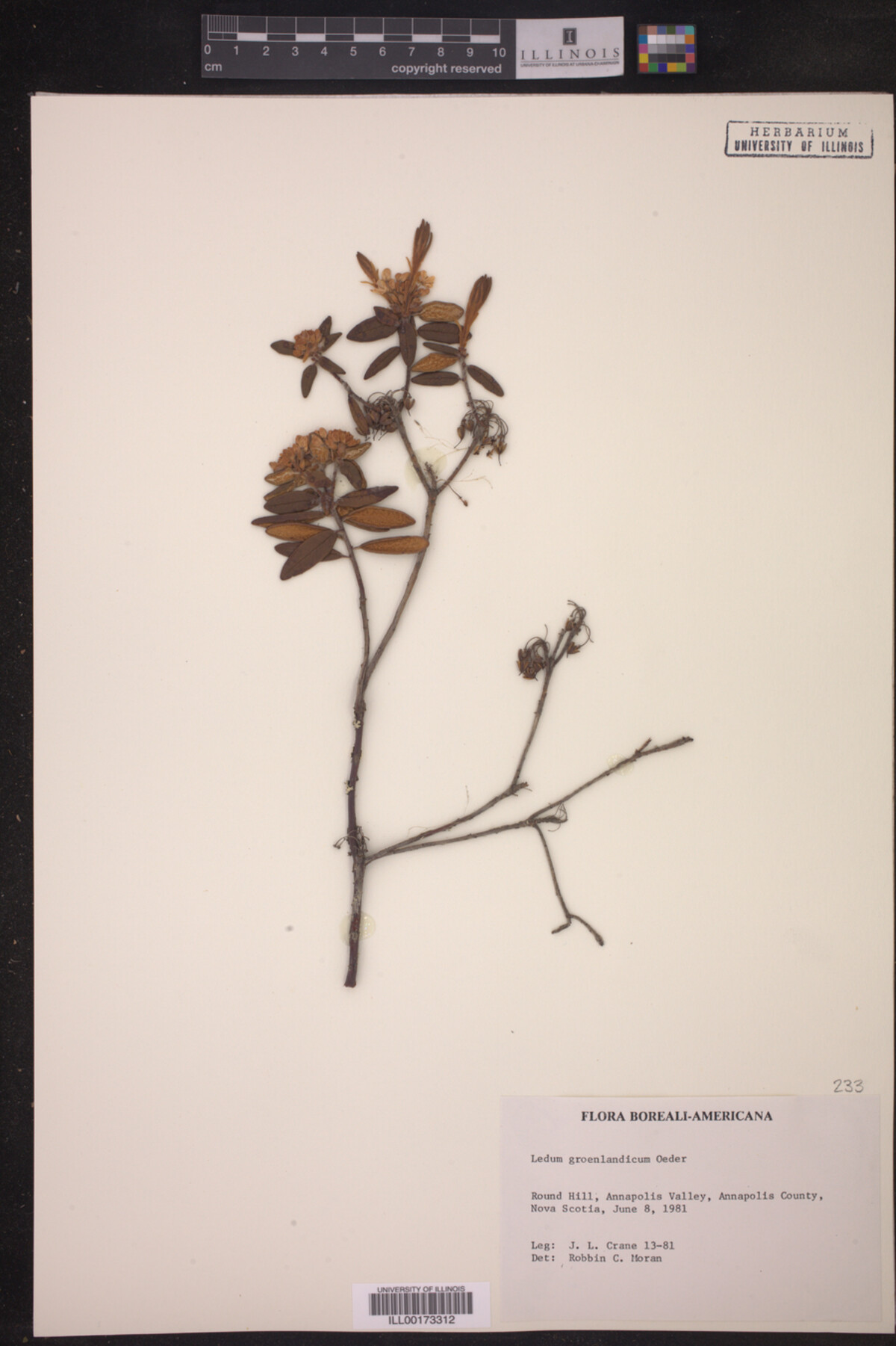 Ledum palustre image