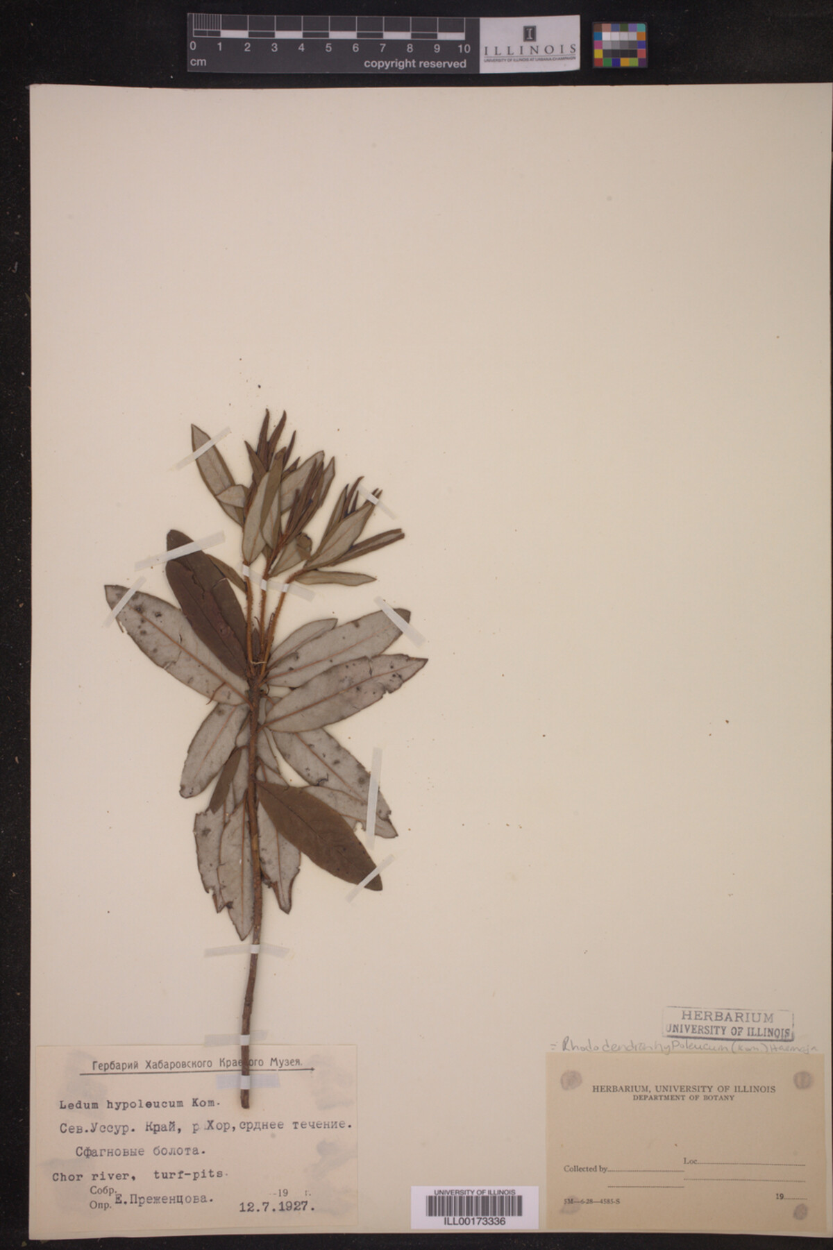 Rhododendron hypoleucum image
