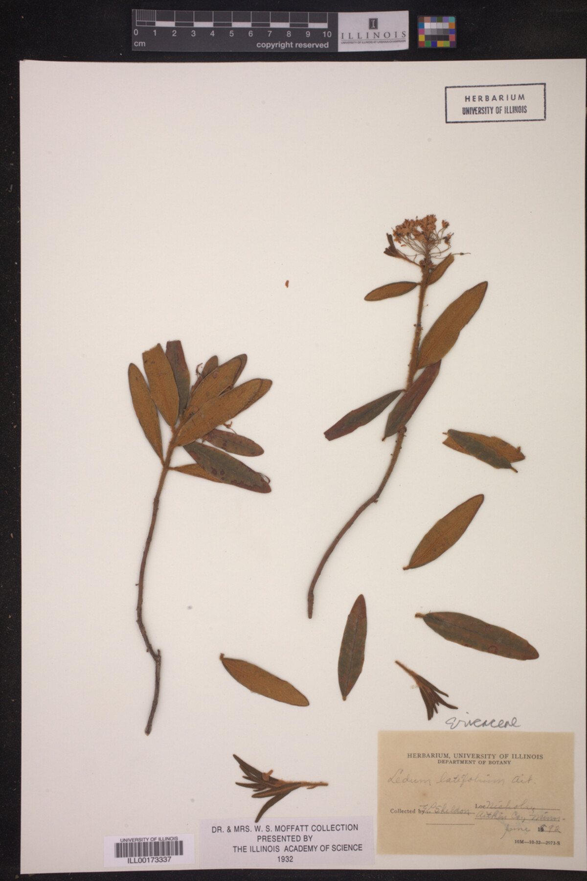 Ledum latifolium image