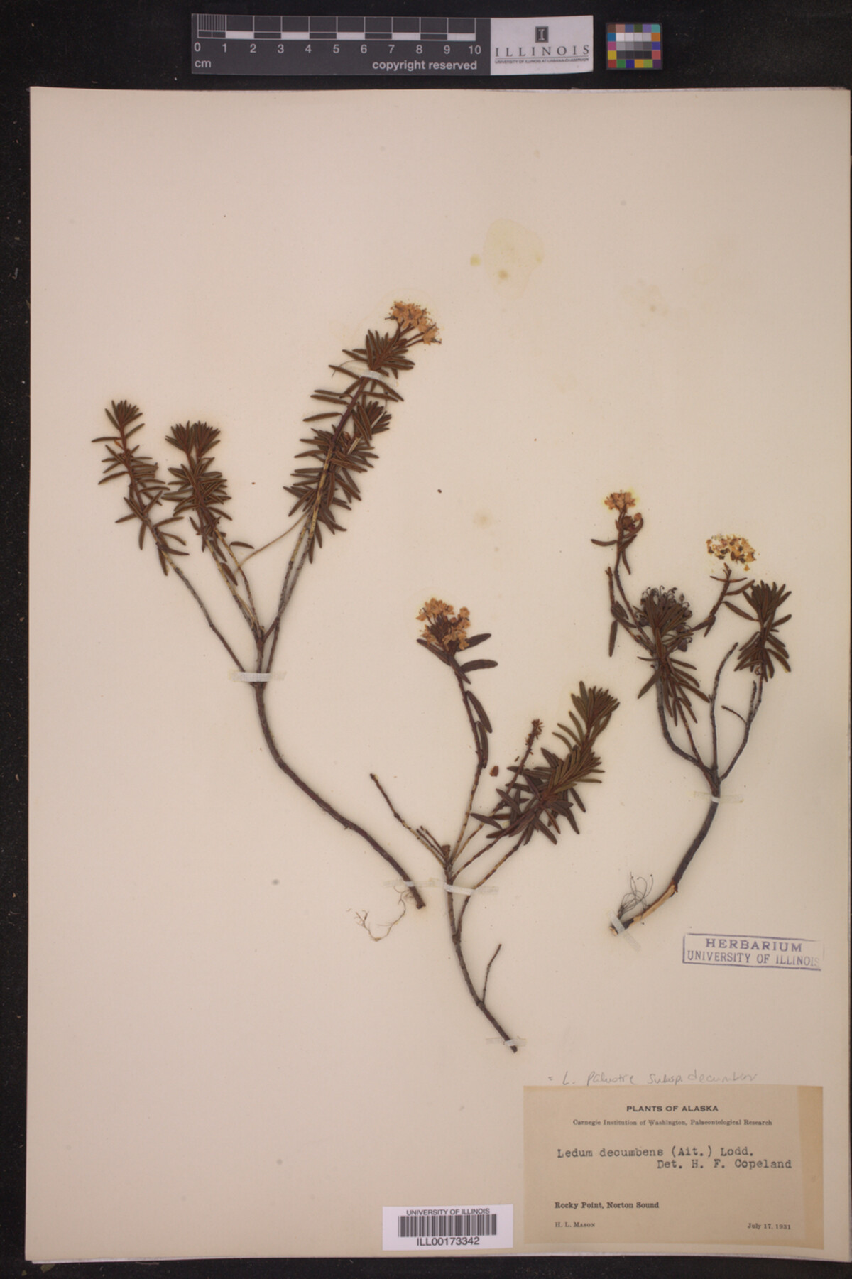 Ledum palustre ssp. decumbens image