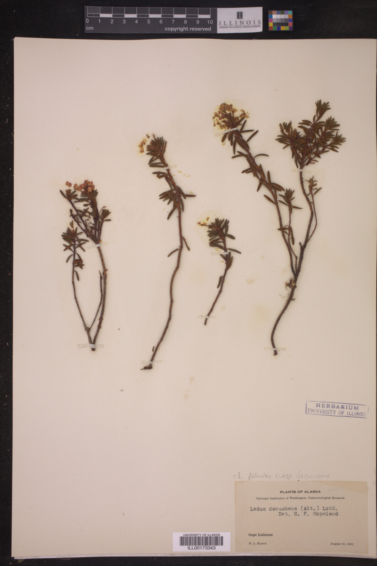 Ledum palustre ssp. decumbens image