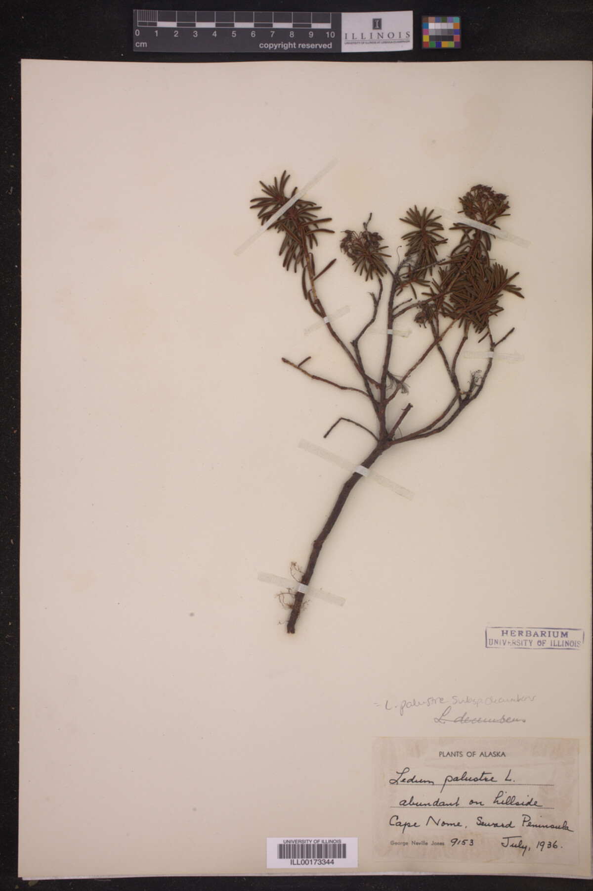 Ledum palustre image