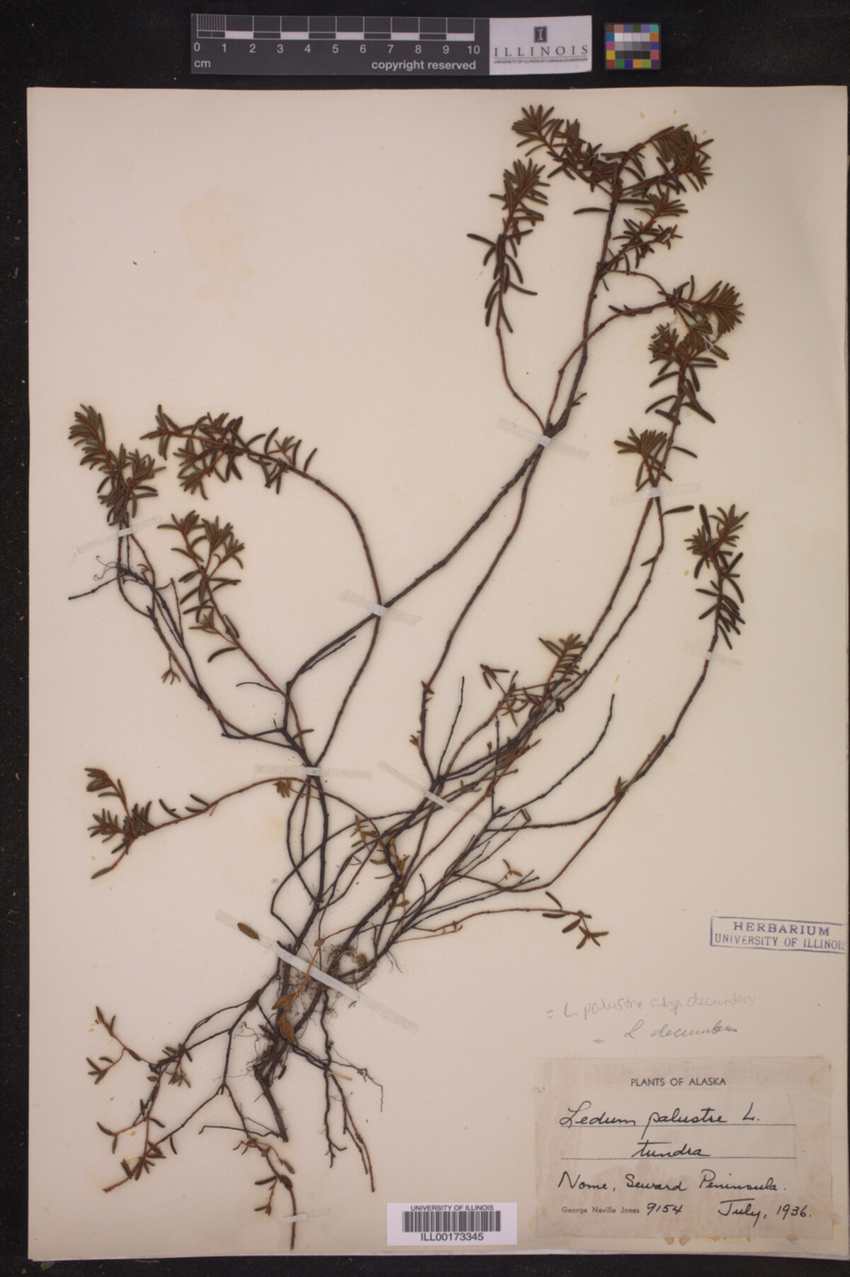 Ledum palustre ssp. decumbens image
