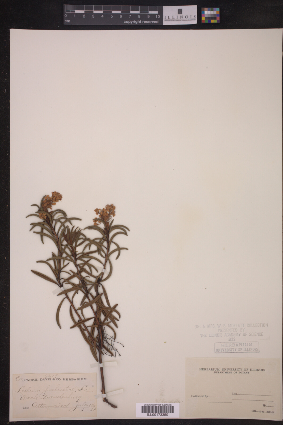 Ericaceae image