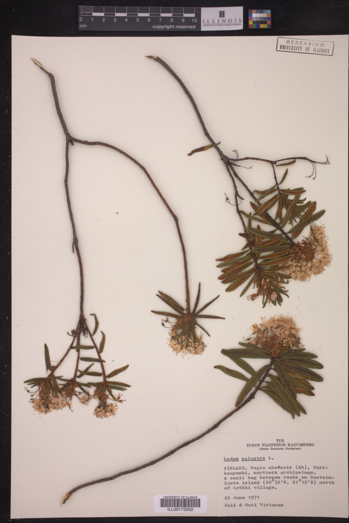 Ledum palustre image