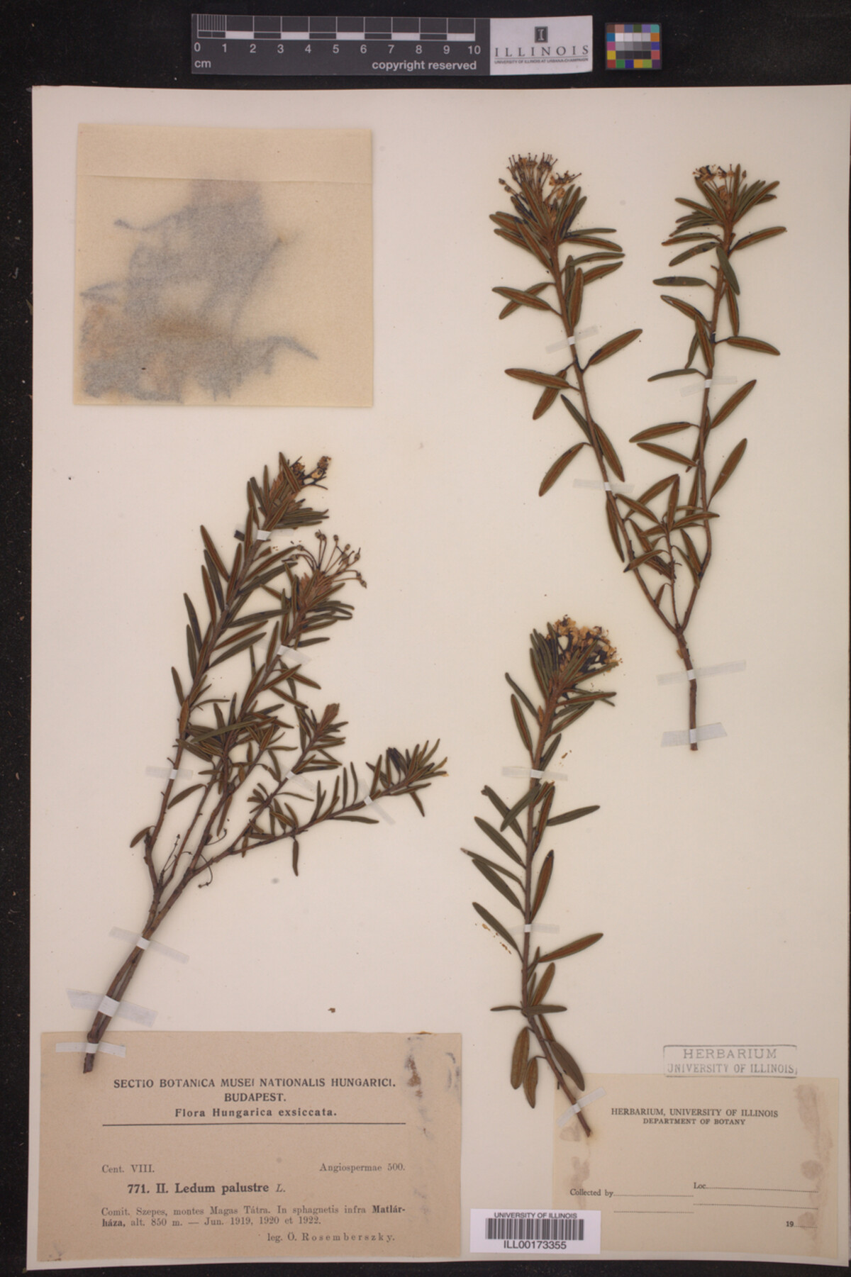 Ledum palustre image