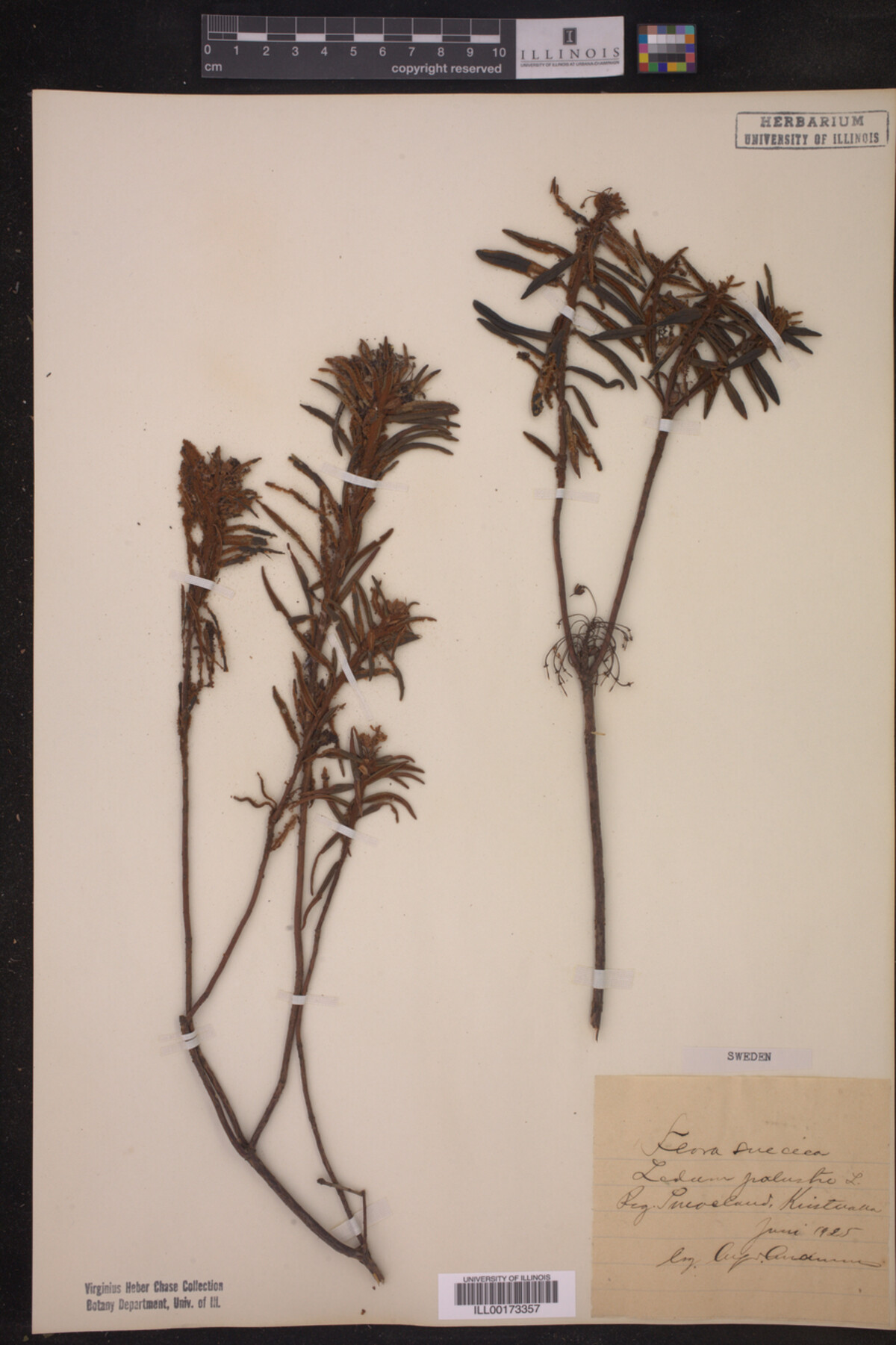 Ledum palustre image
