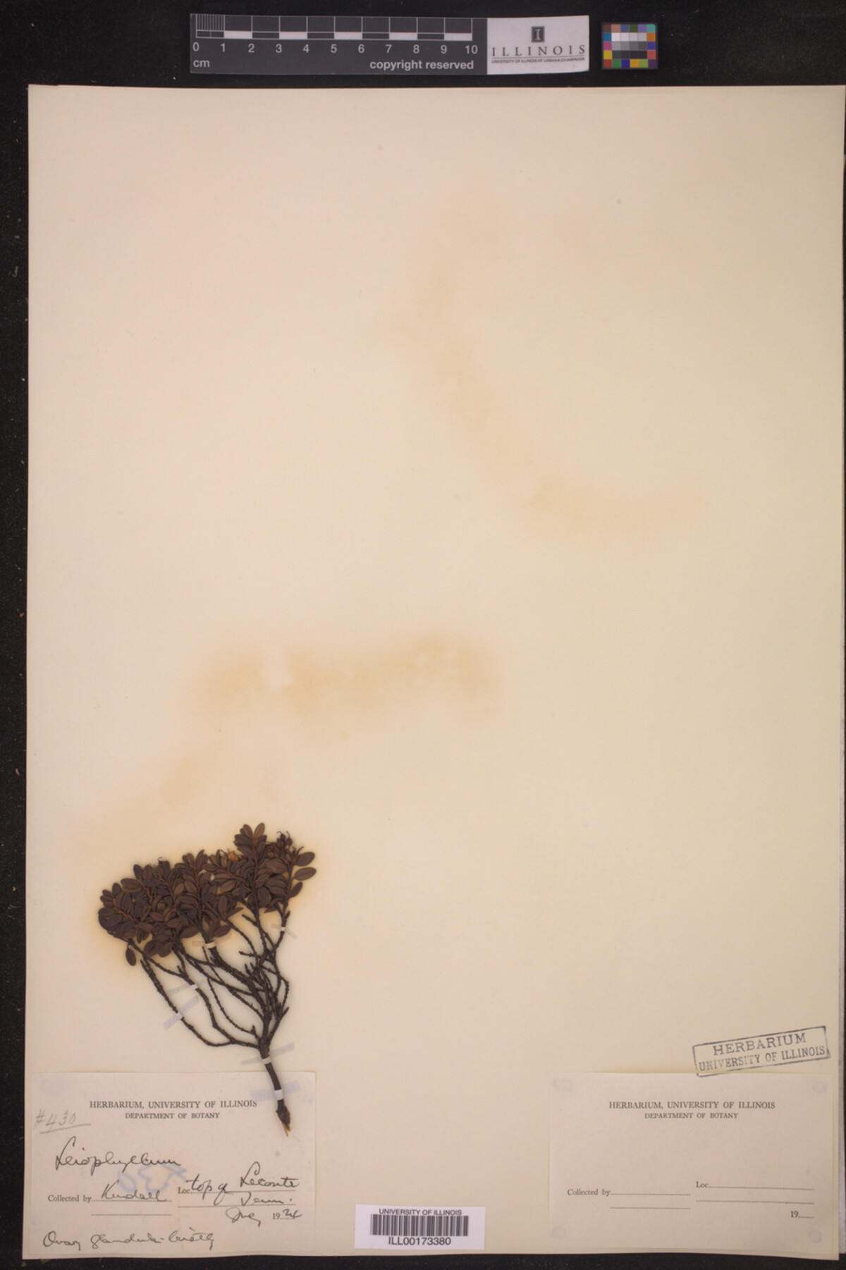 Leiophyllum buxifolium image