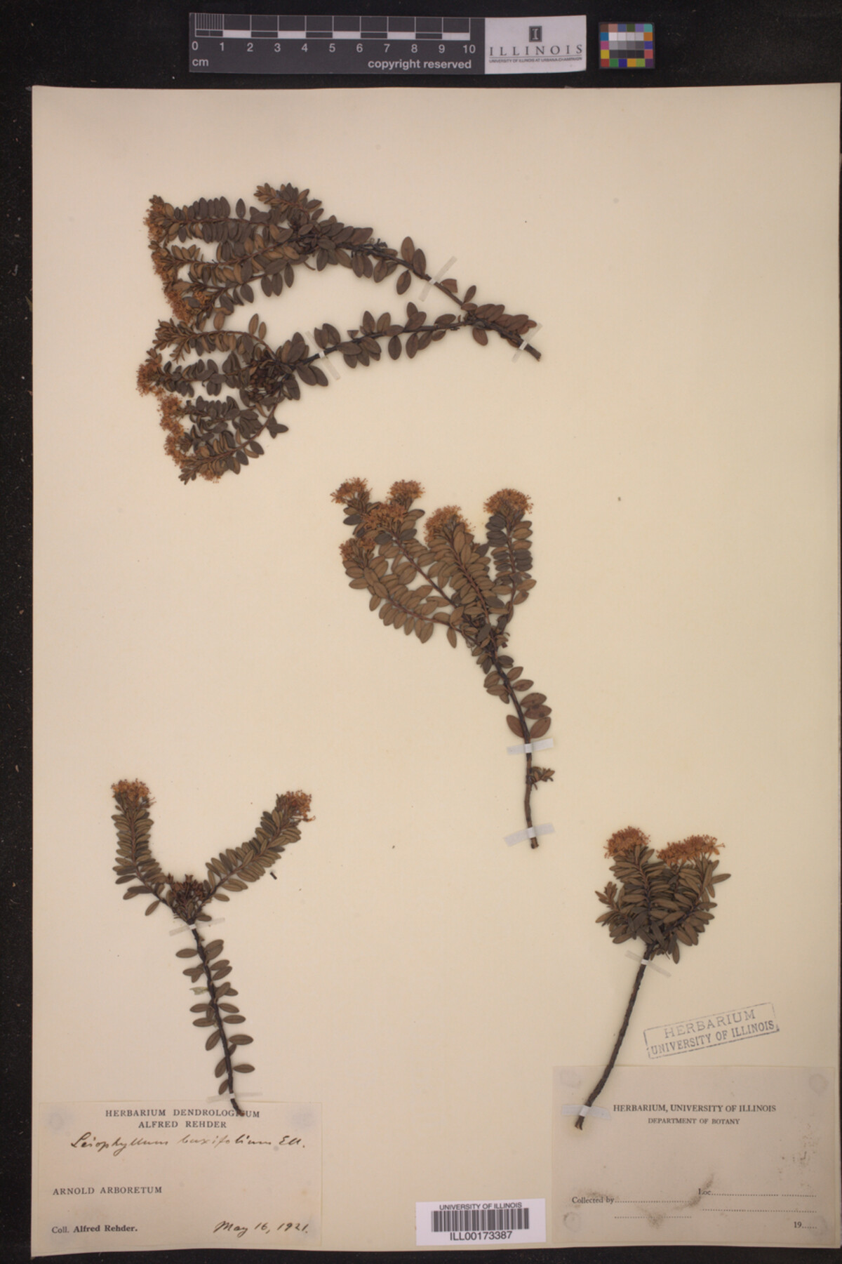 Leiophyllum image