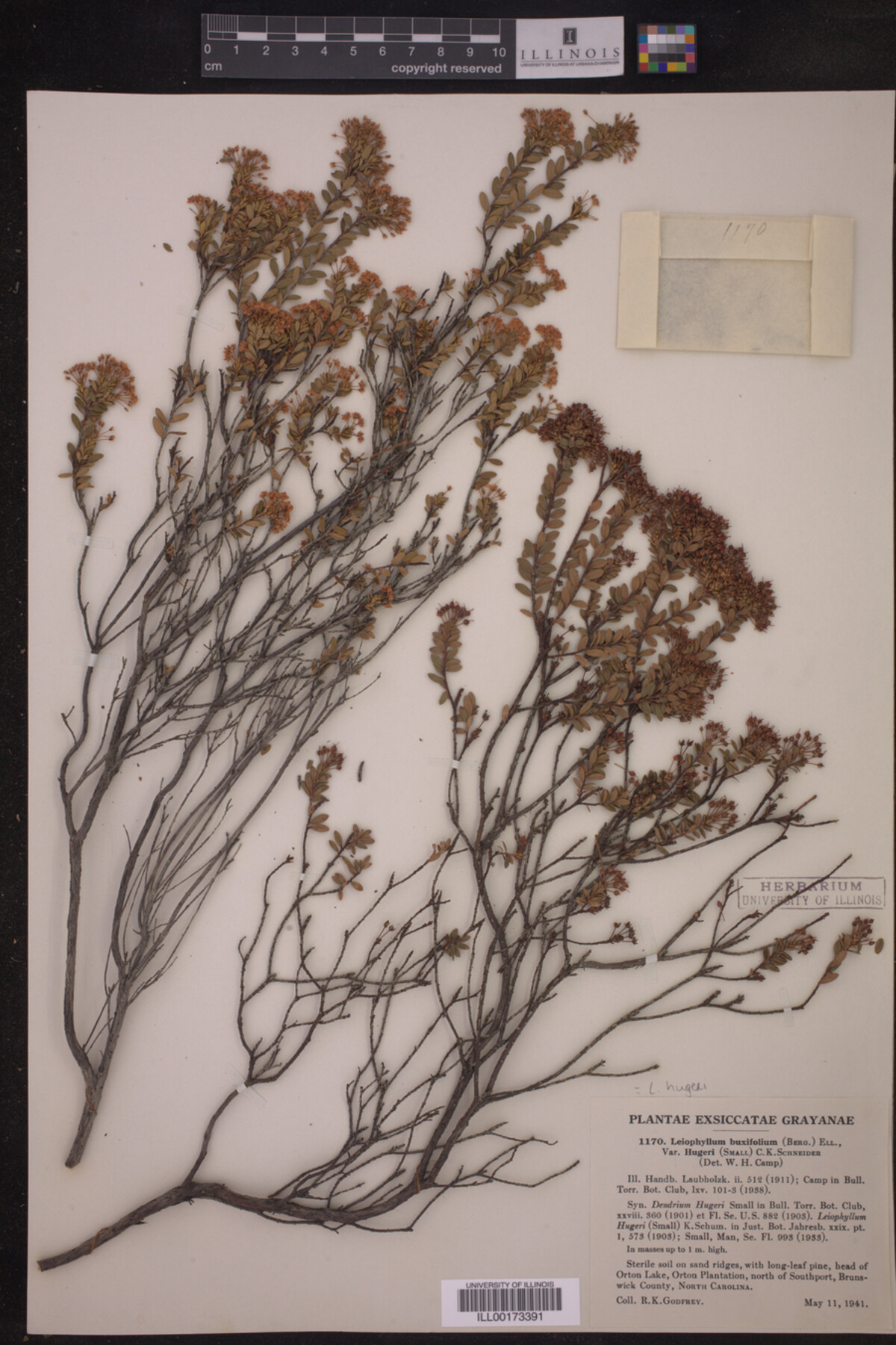 Leiophyllum image
