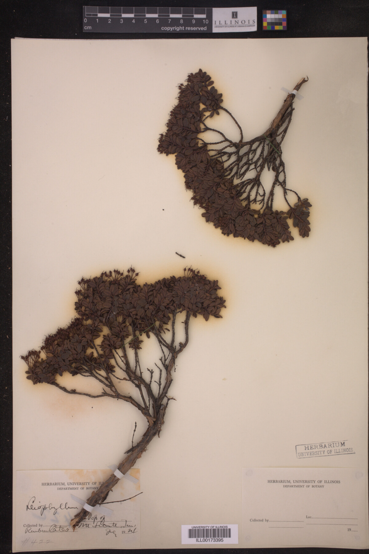 Leiophyllum image