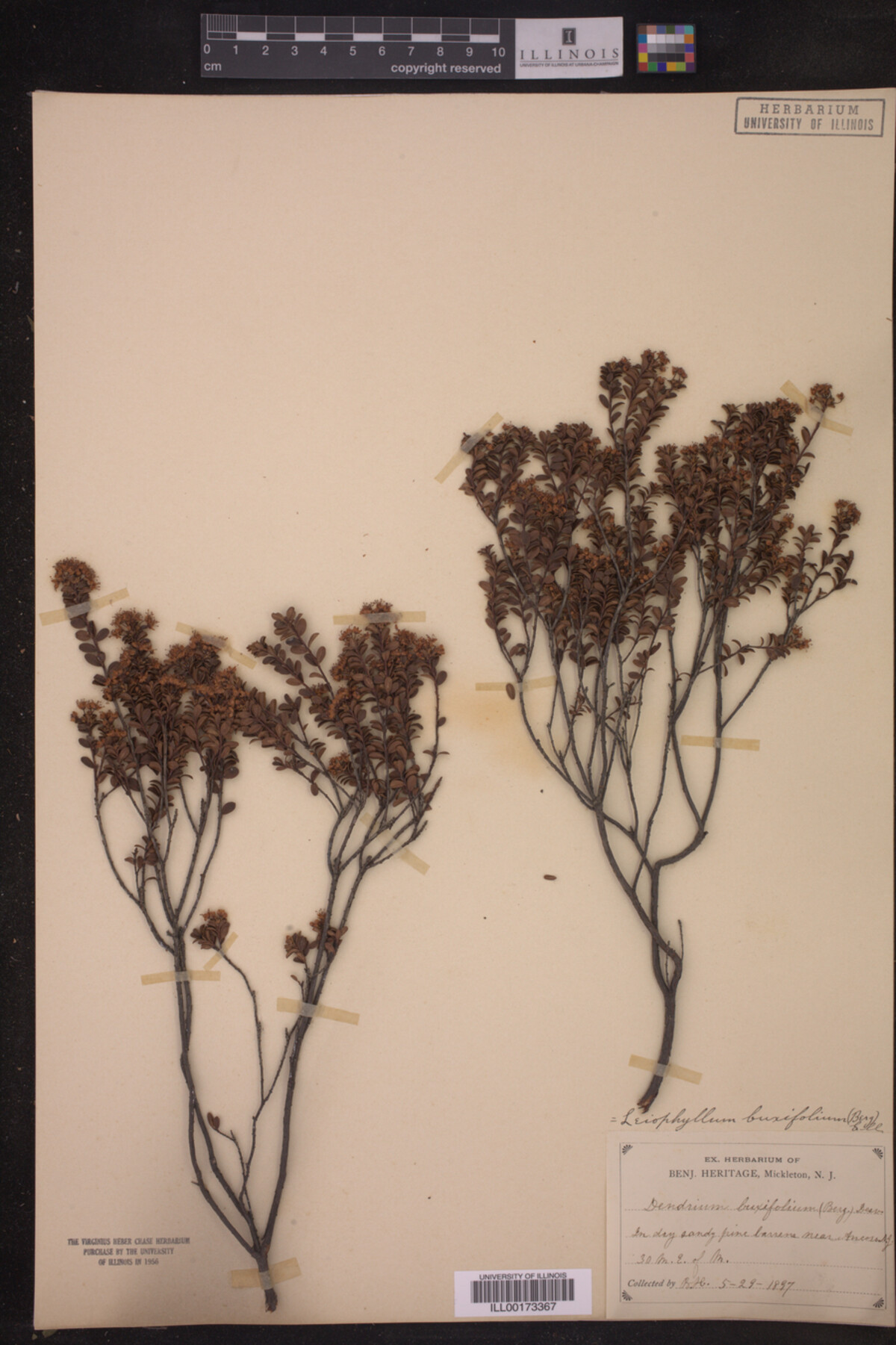 Leiophyllum buxifolium image