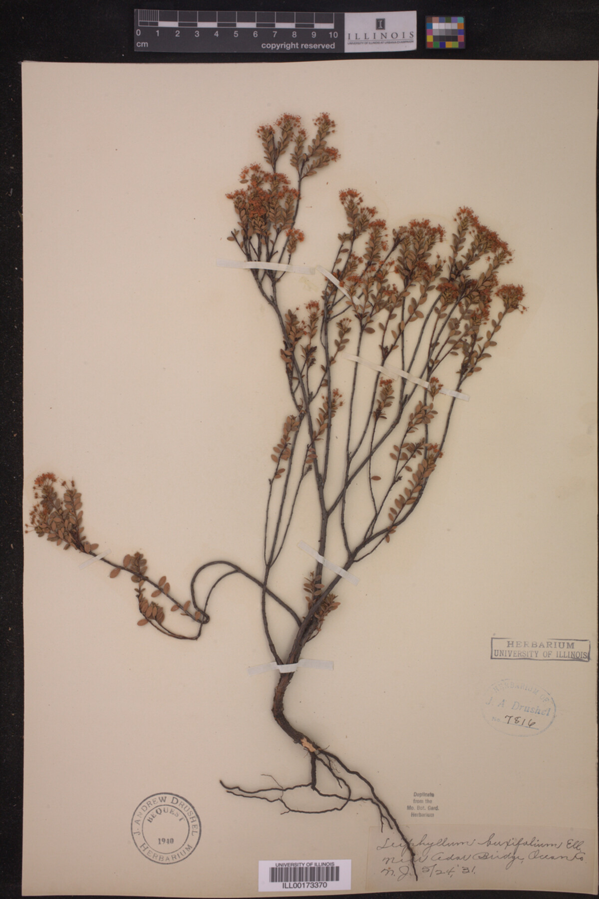 Leiophyllum buxifolium image