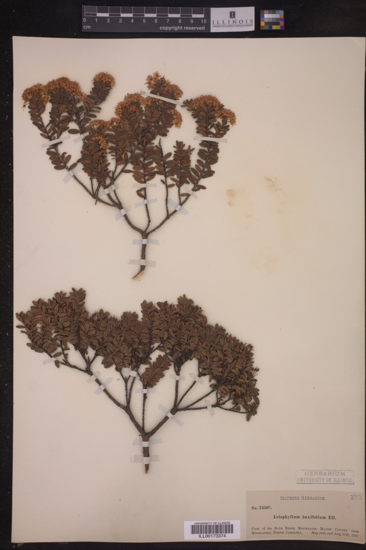 Leiophyllum buxifolium image