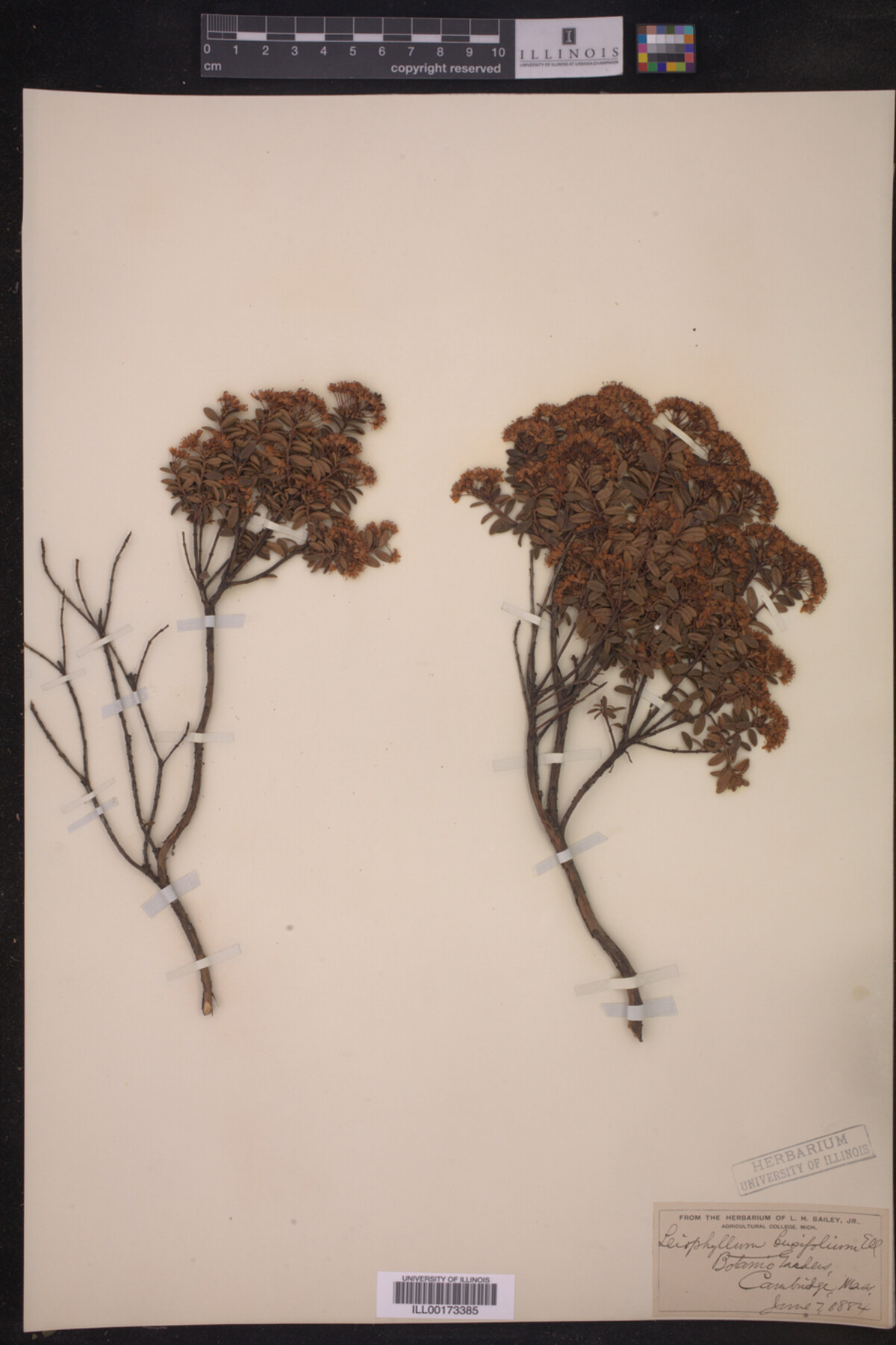 Leiophyllum image