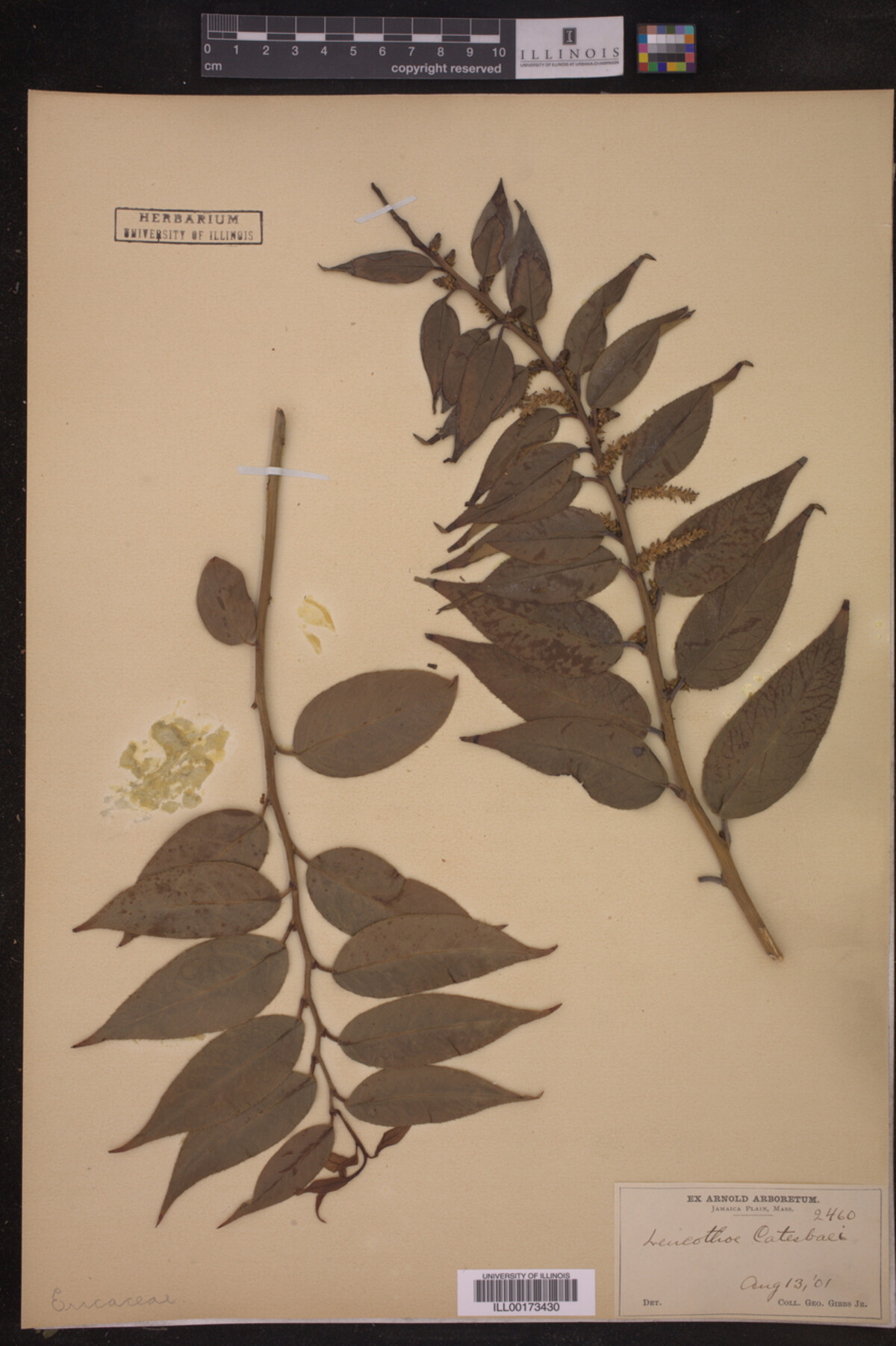 Leucothoe catesbaei image