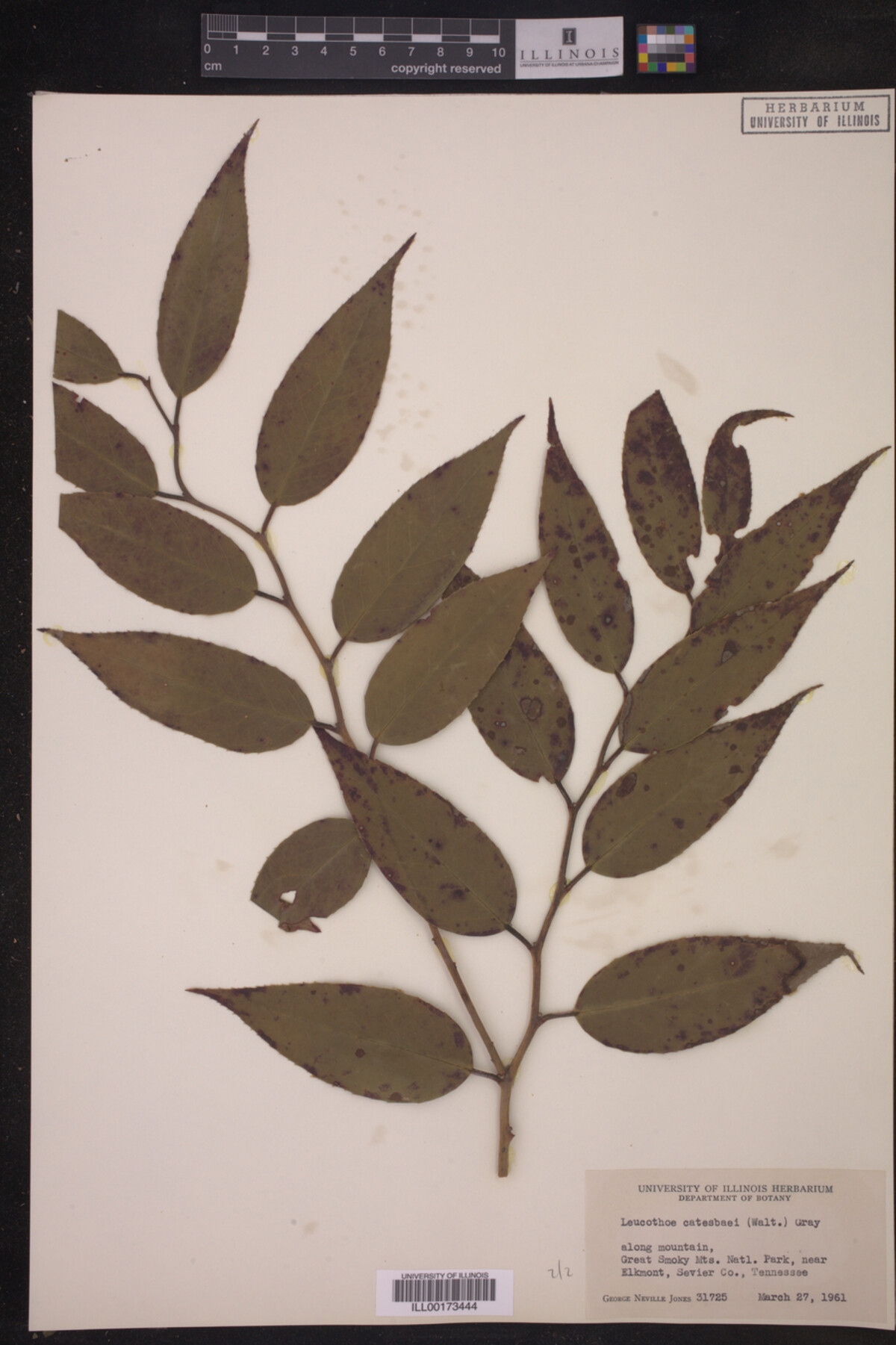 Leucothoe image