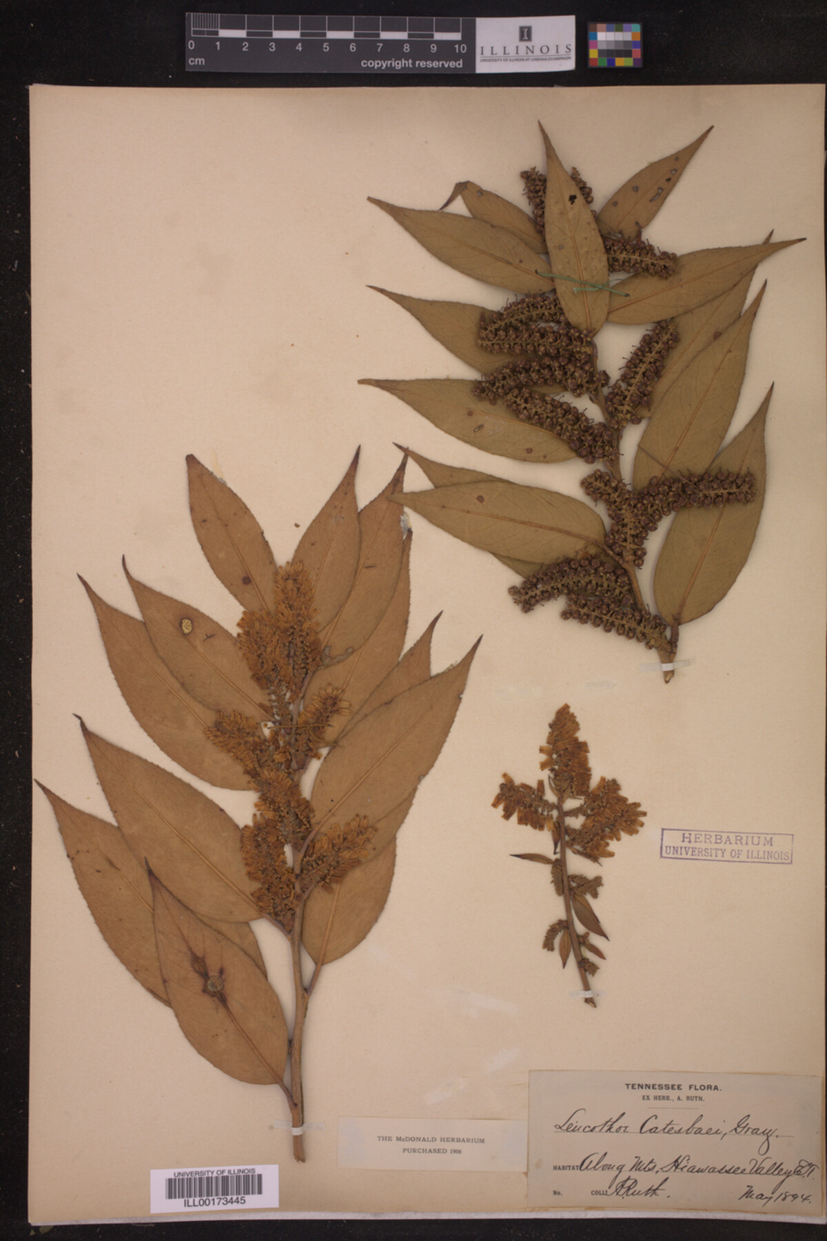 Leucothoe catesbaei image