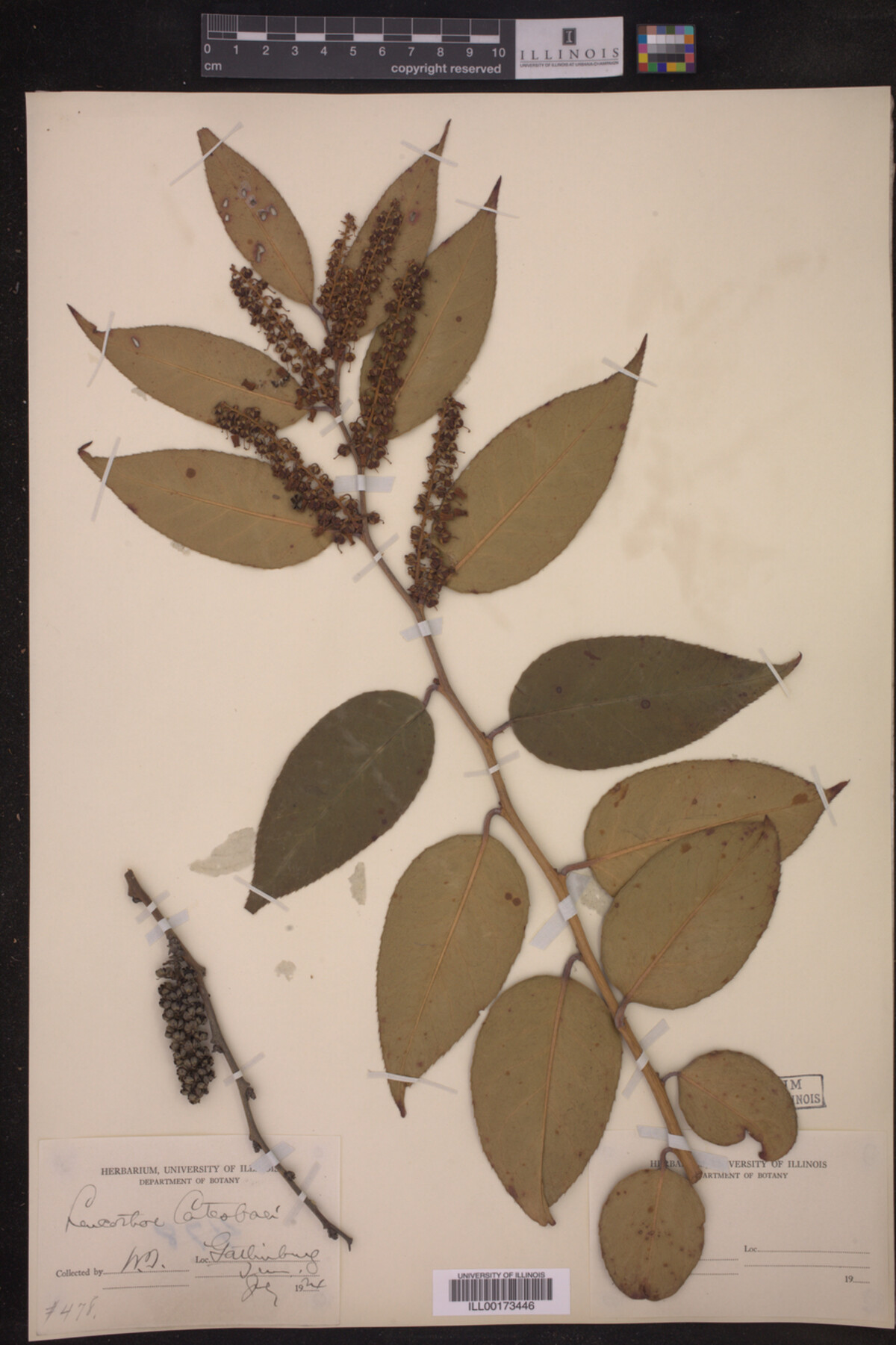 Leucothoe image