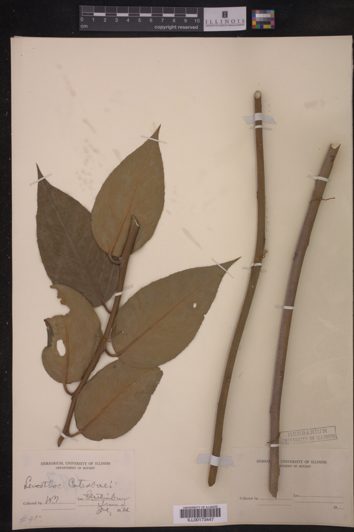 Leucothoe catesbaei image