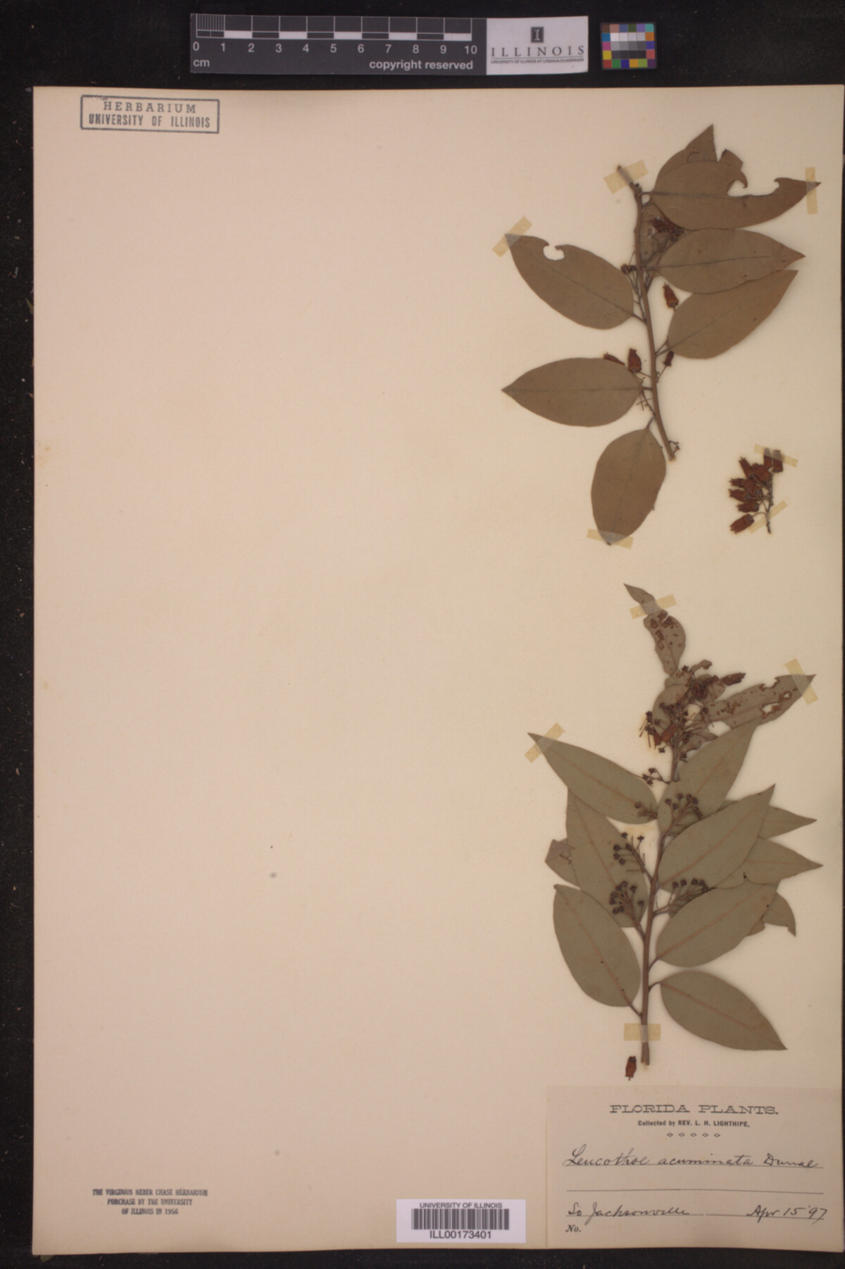 Leucothoe acuminata image