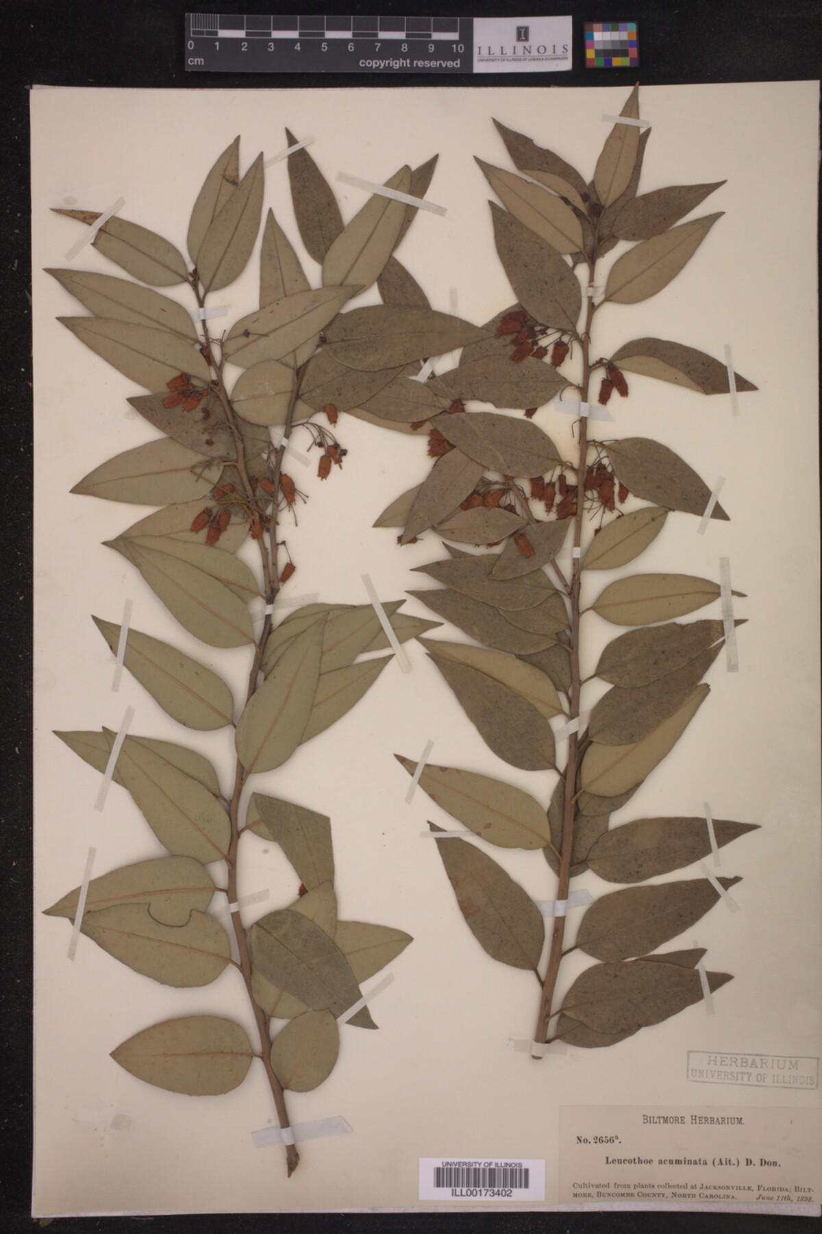 Leucothoe acuminata image