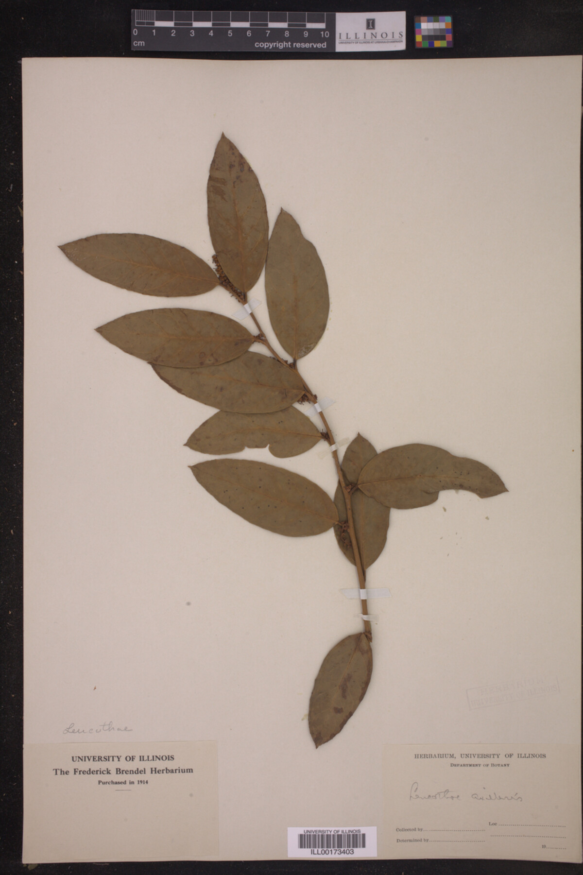 Leucothoe axillaris image